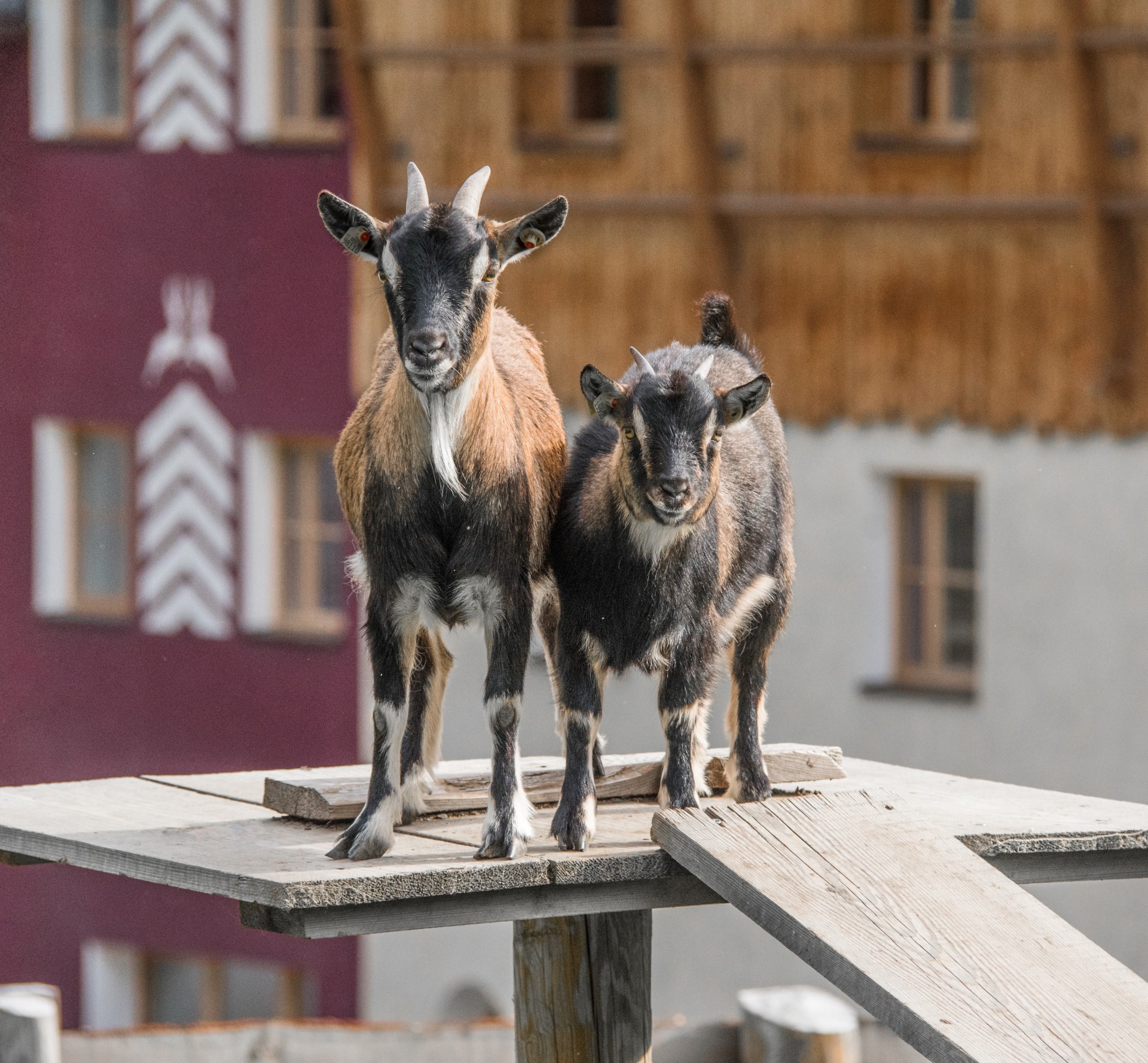 Caprette, Rio di Pusteria. Trentino Alto Adige