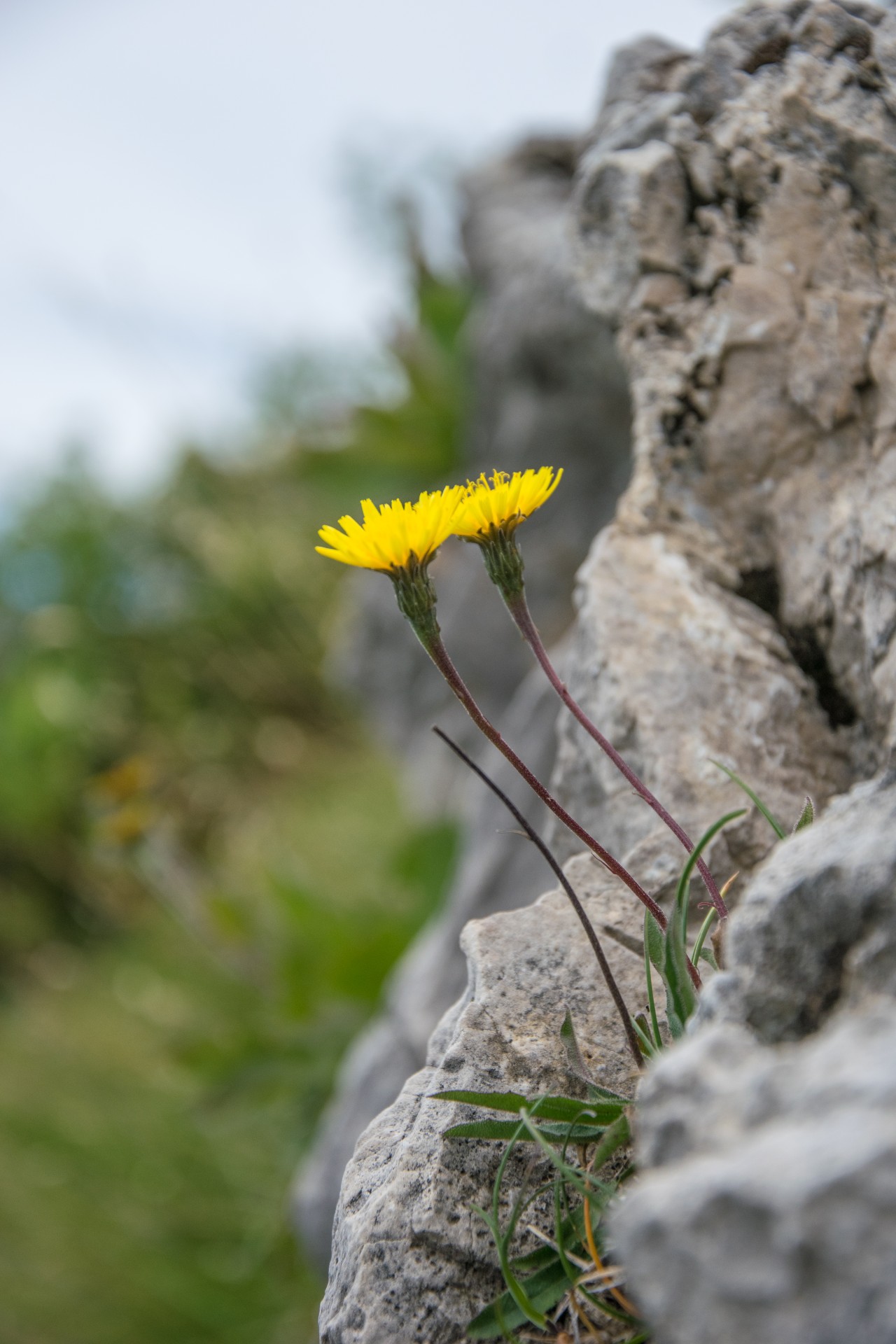 Grigna meridionale