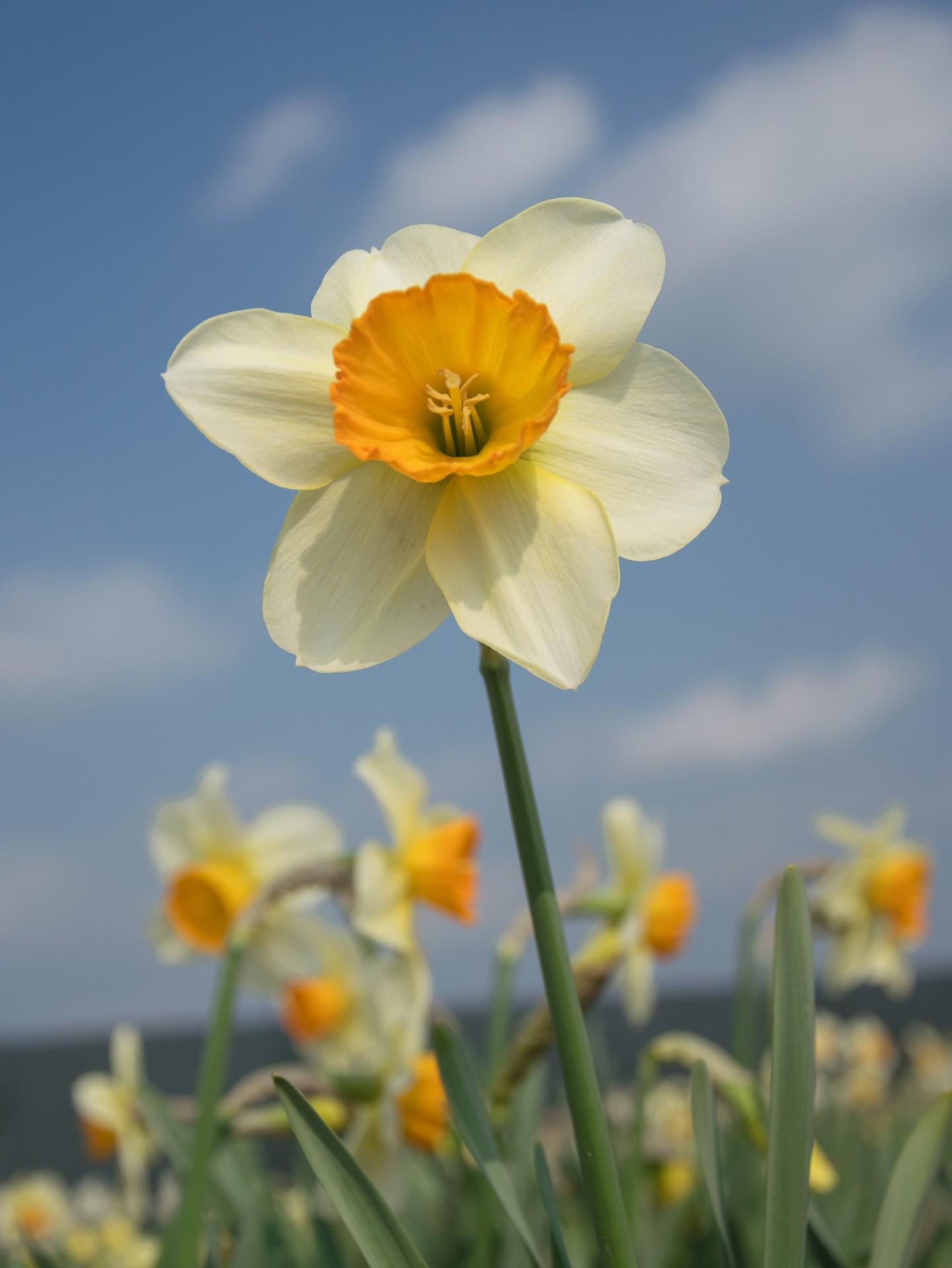 Tulipani, Cornate d’Adda