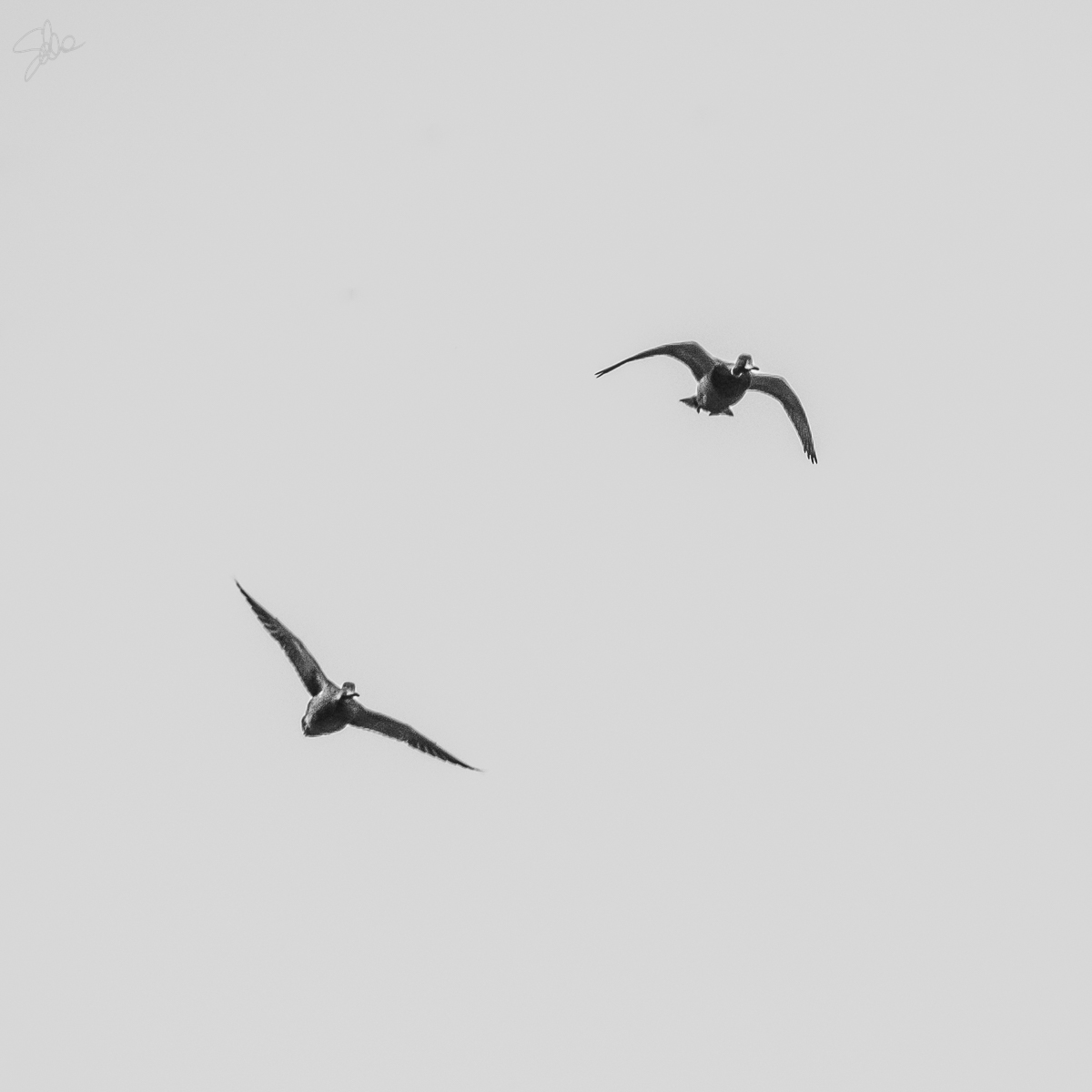 Anatre in volo, Parco Adda Nord