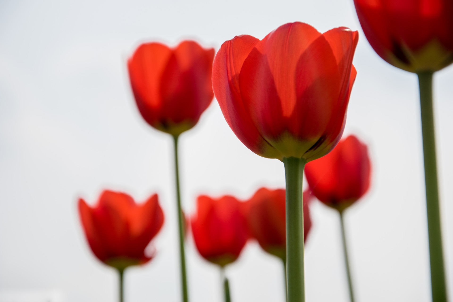 Tulipani, Cornate d’Adda