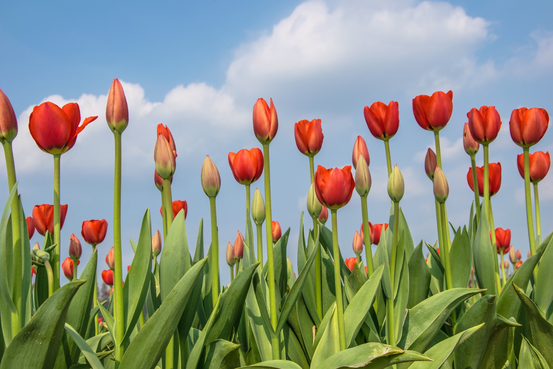 Tulipani, Cornate d’Adda