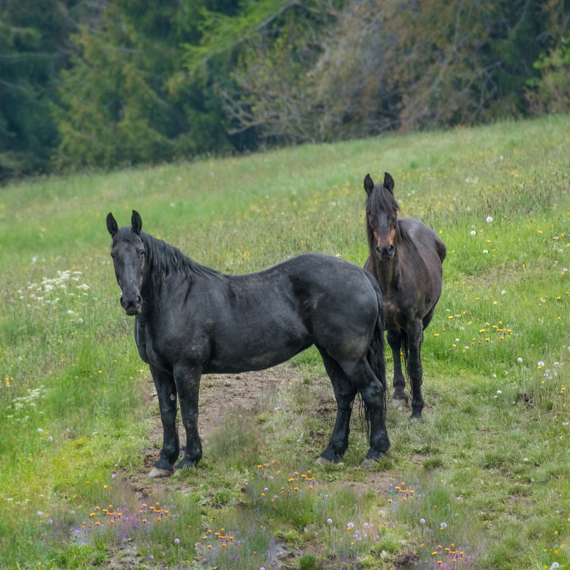 Cavalli a Vals. Trantino Alto Adige.