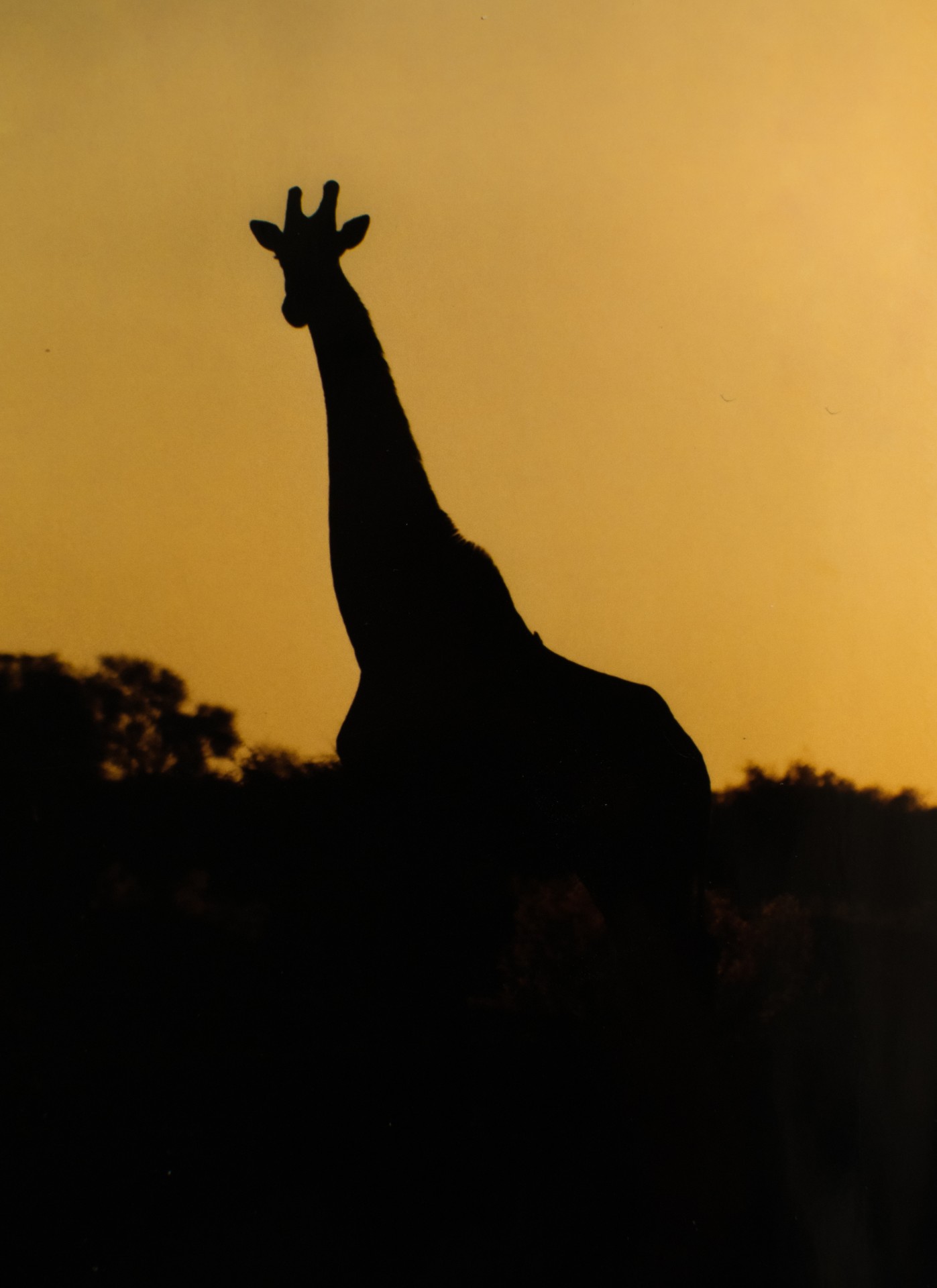Giraffa al tramonto. Pianure alluvionali del Gomoti, Botswana