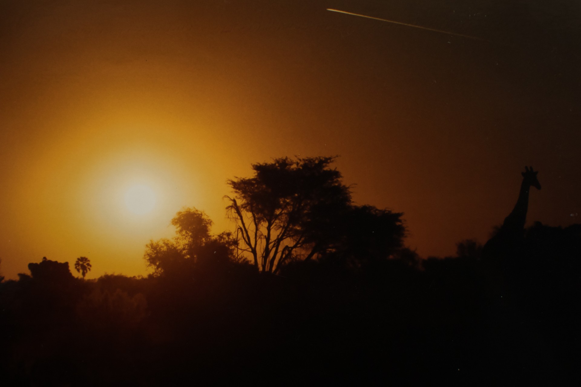 Giraffa al tramonto. Delta dell’Okawango, Botswana