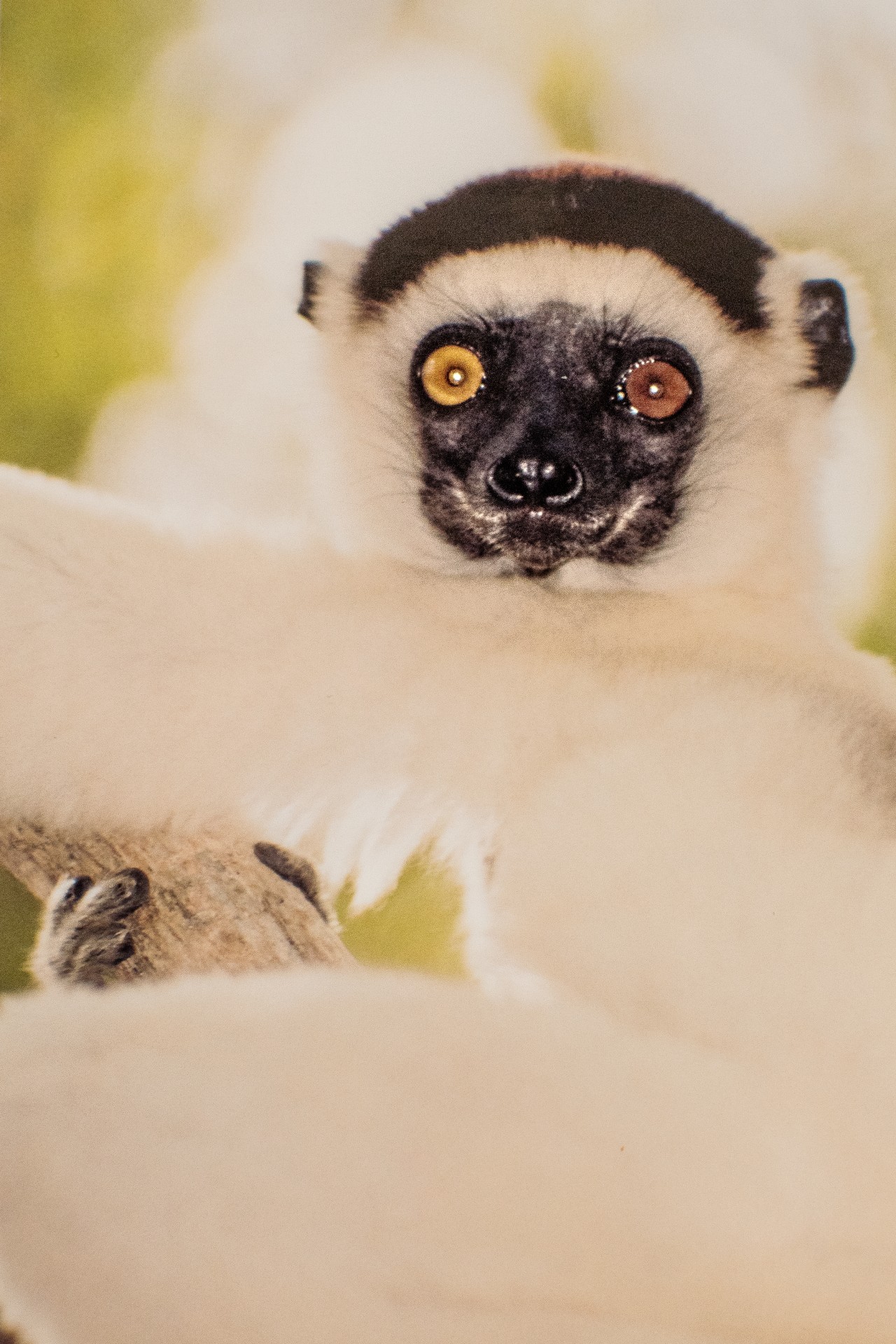 Lemure Sifaka, detto “Il ballerino”. Parco dell’Isalo, Madagascar
