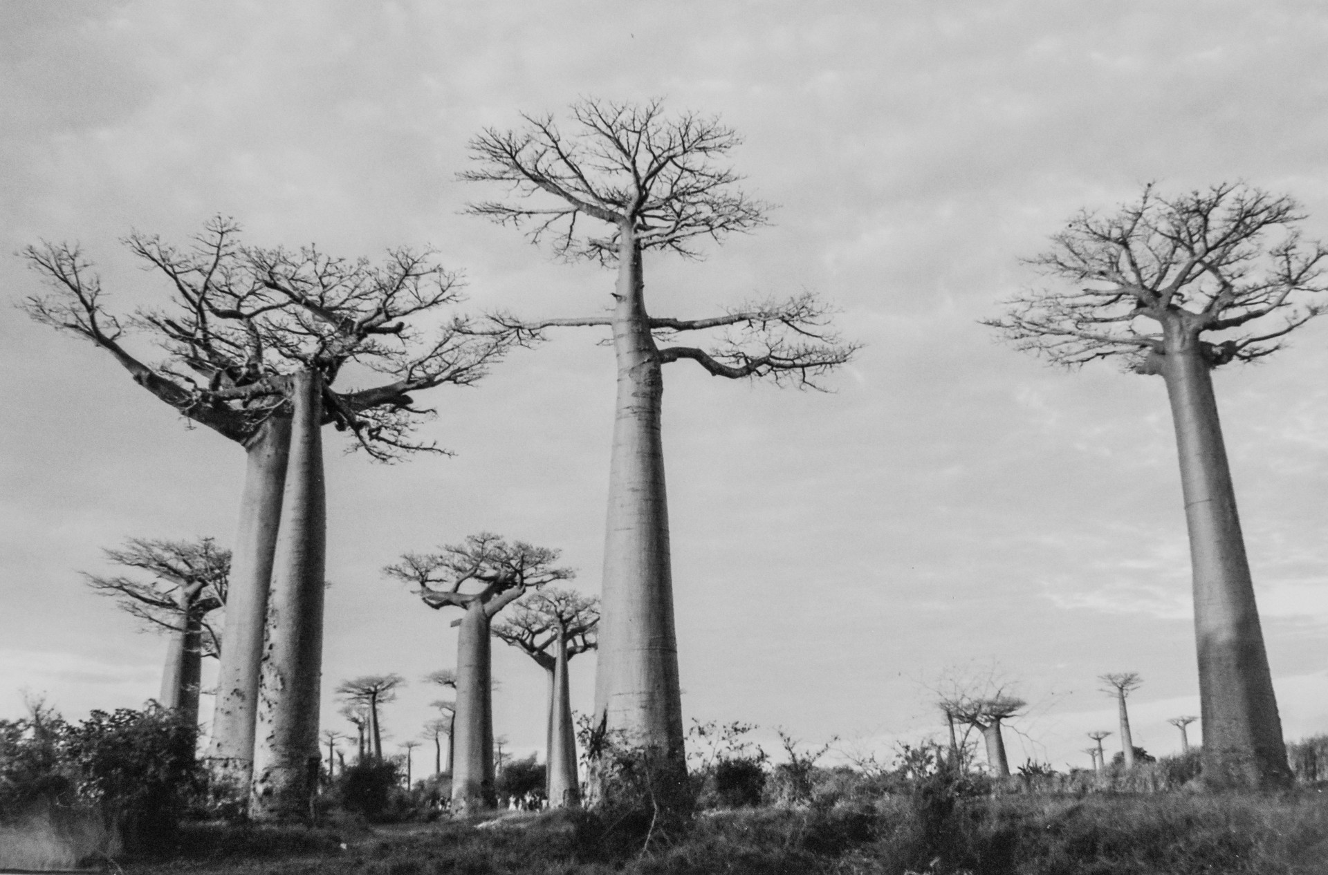Il viale dei baobab ad Ampasilava. Madagascar