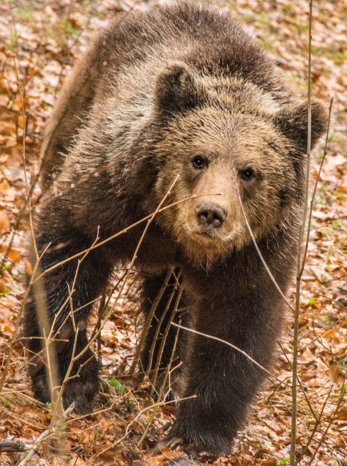 Femmina di orso bruno, Loška Dolina, Slovenia