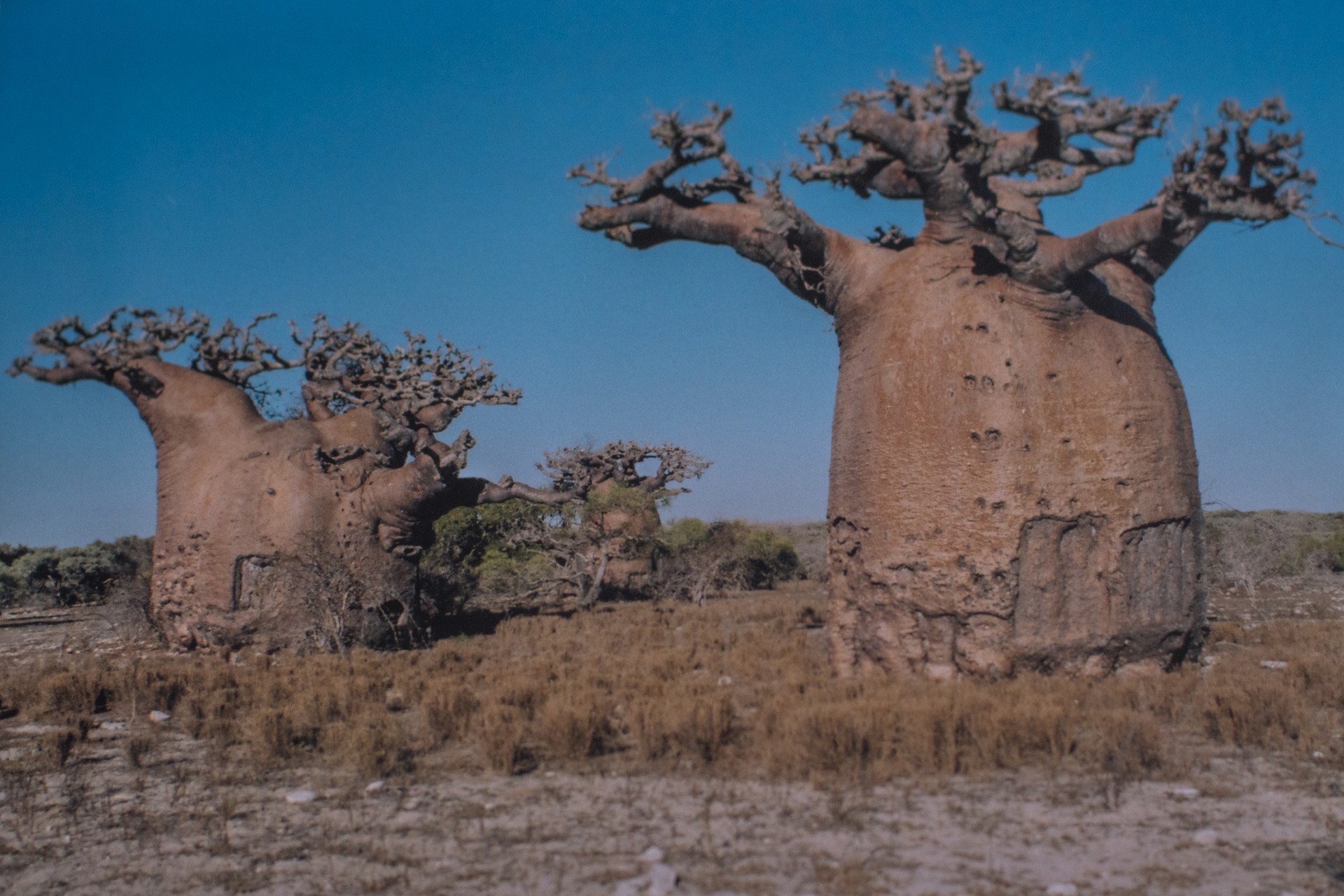 I baobab di Ampasilava in Madagascar, la cui corteccia viene estratta dall’etnia Vezo per la produzione di olio e bevande.