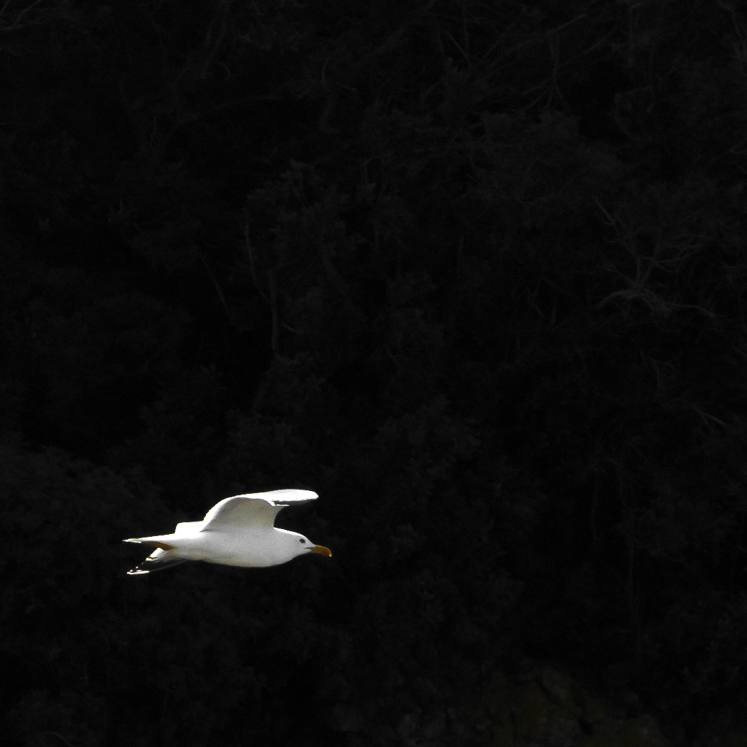 Gabbiano in volo, Maribor, Slovenia