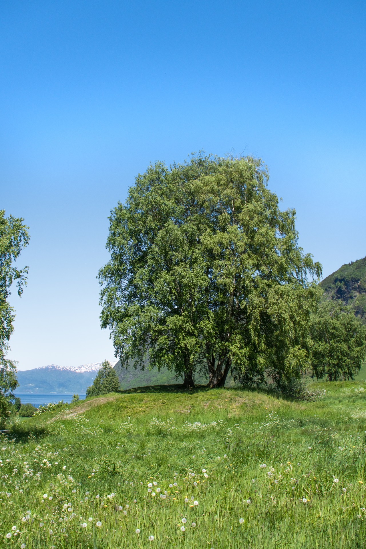 La collina dove sono state rinvenute le tombe vichinghe, Vik, Sognefjord, Norvegia