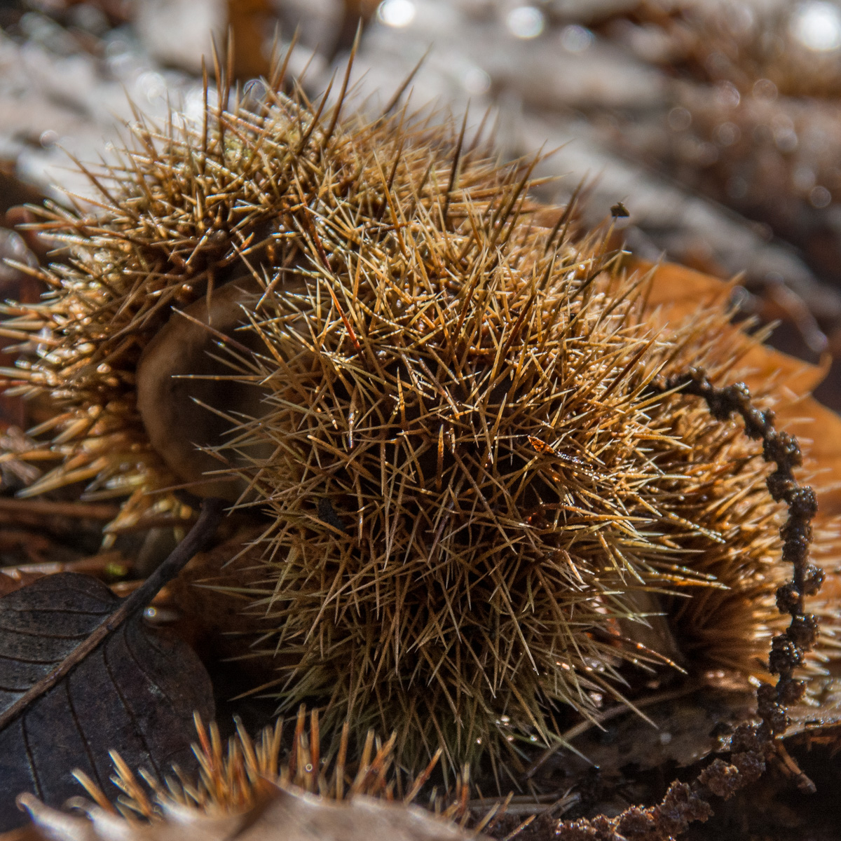Castagne nel sottobosco di Challand-Saint-Victor, Val d’Aosta