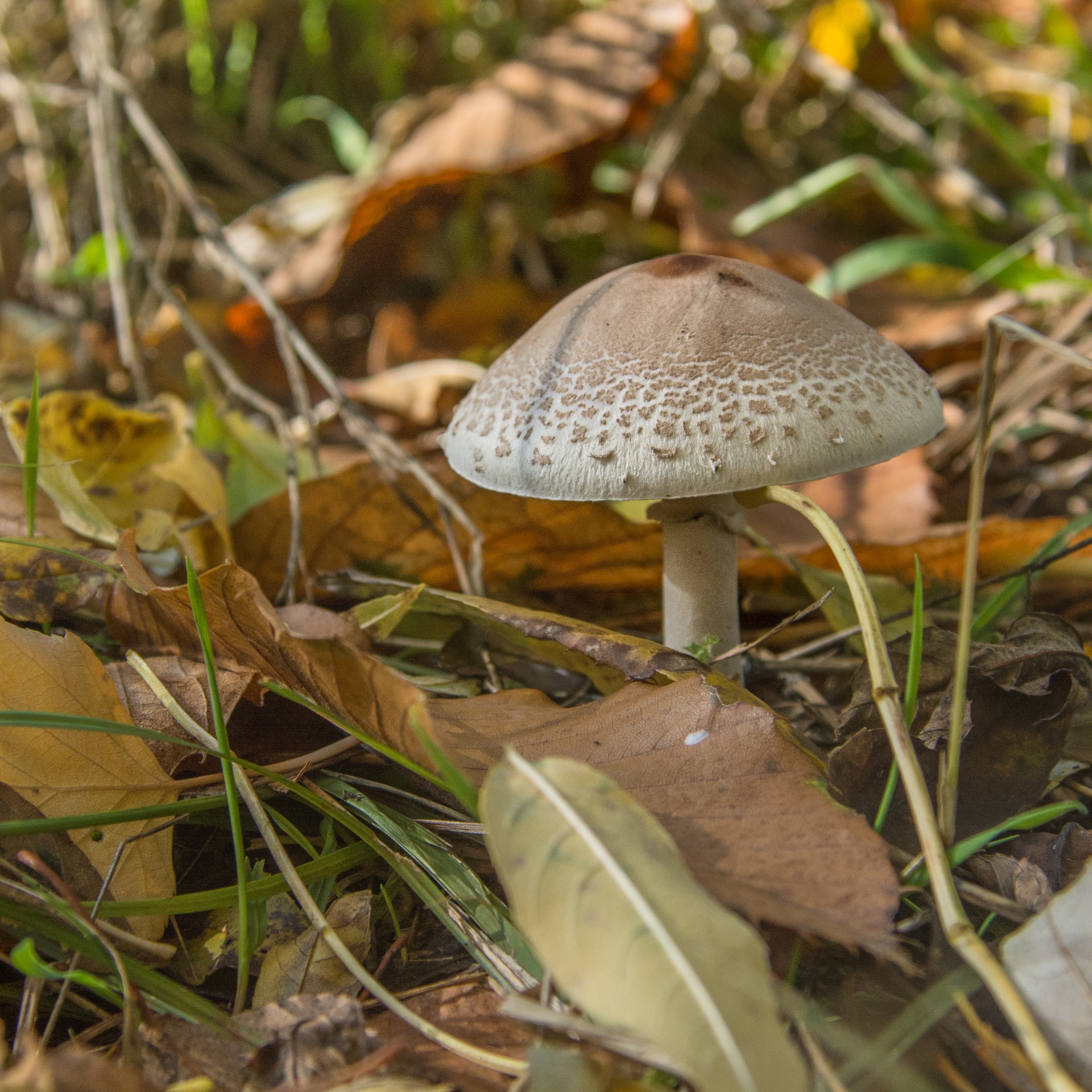 Fungo nel sottobosco di Challad-Sait-Victor, Val d’Aosta