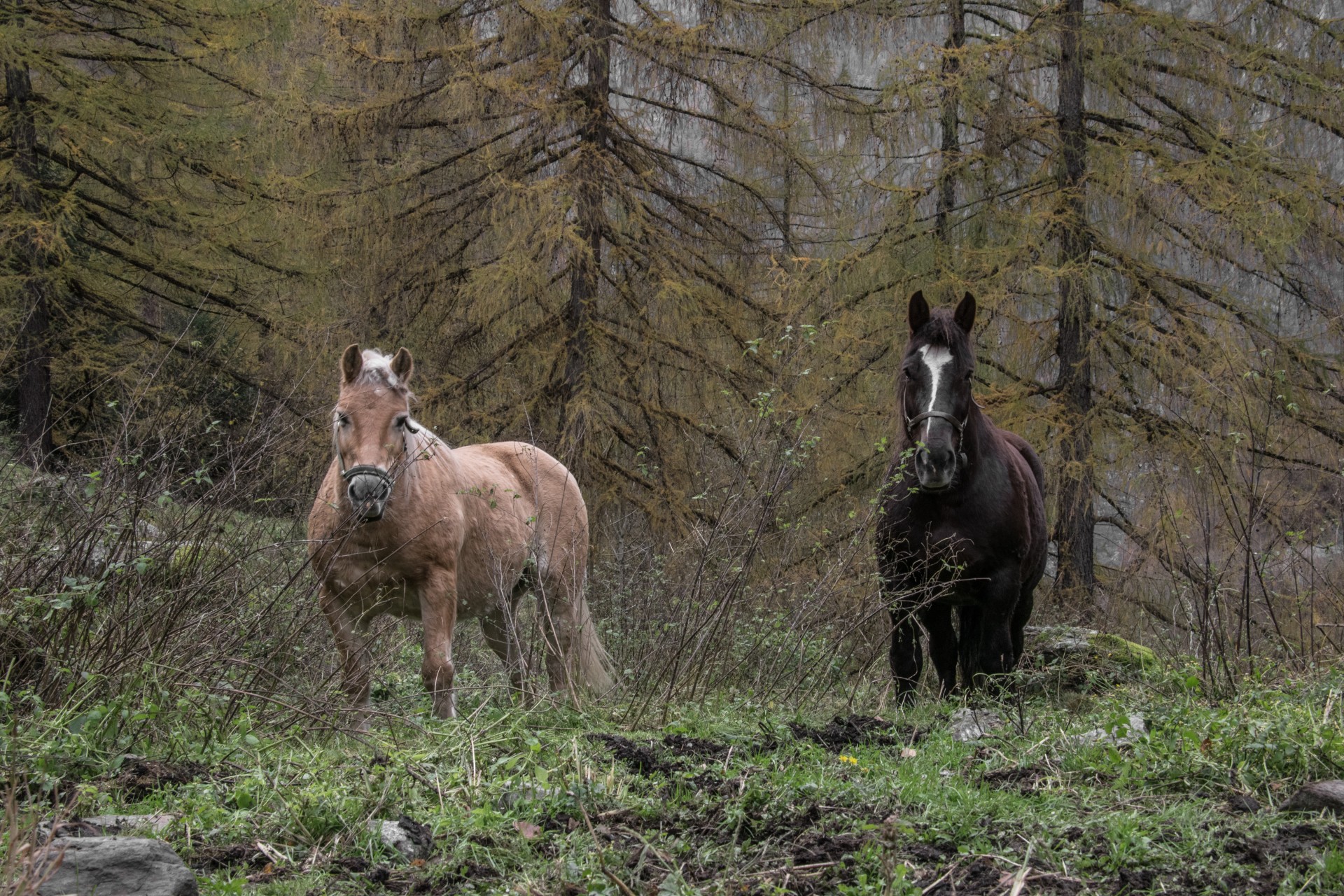 Cavalli in Val Masino