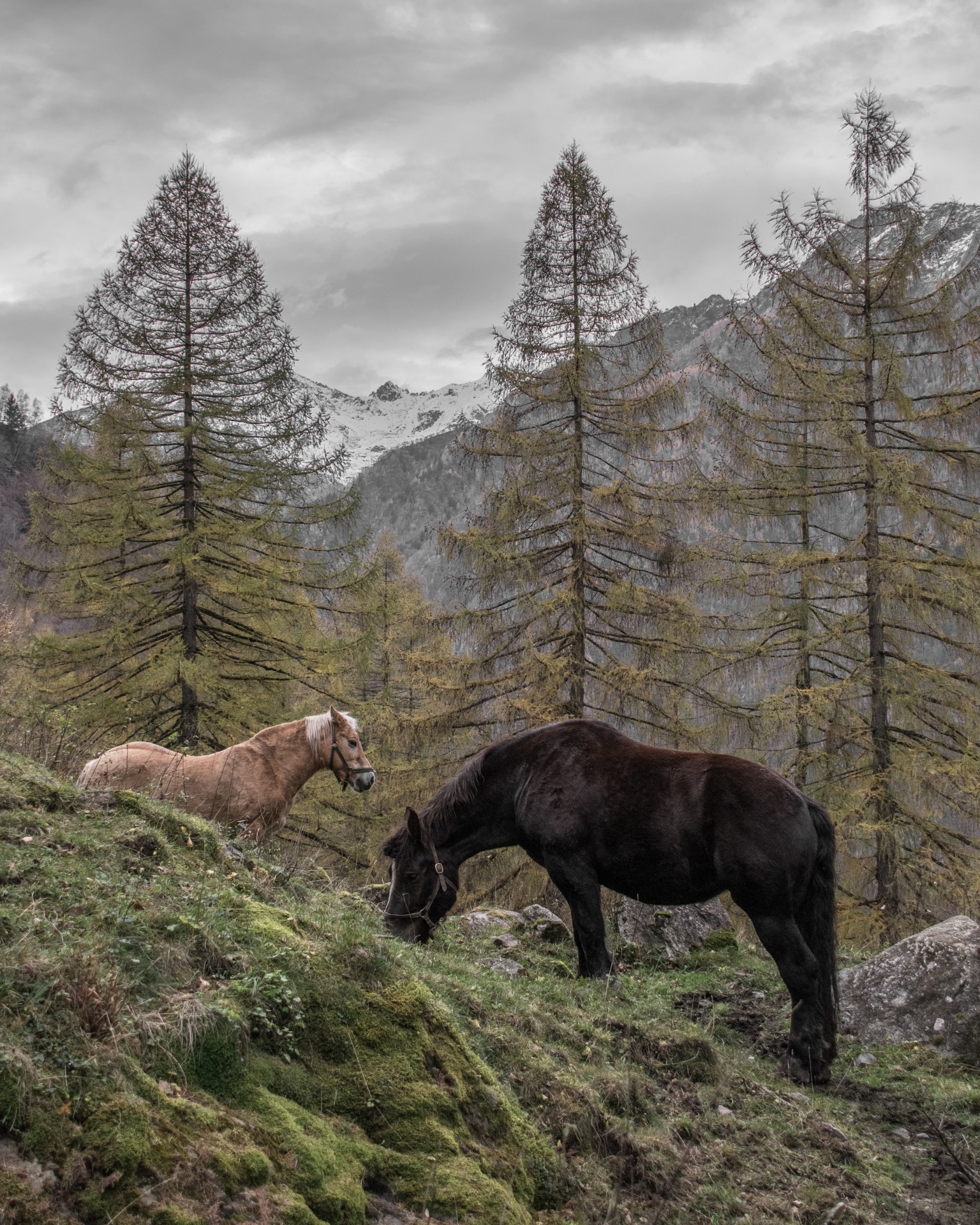 Cavalli in Val Masino