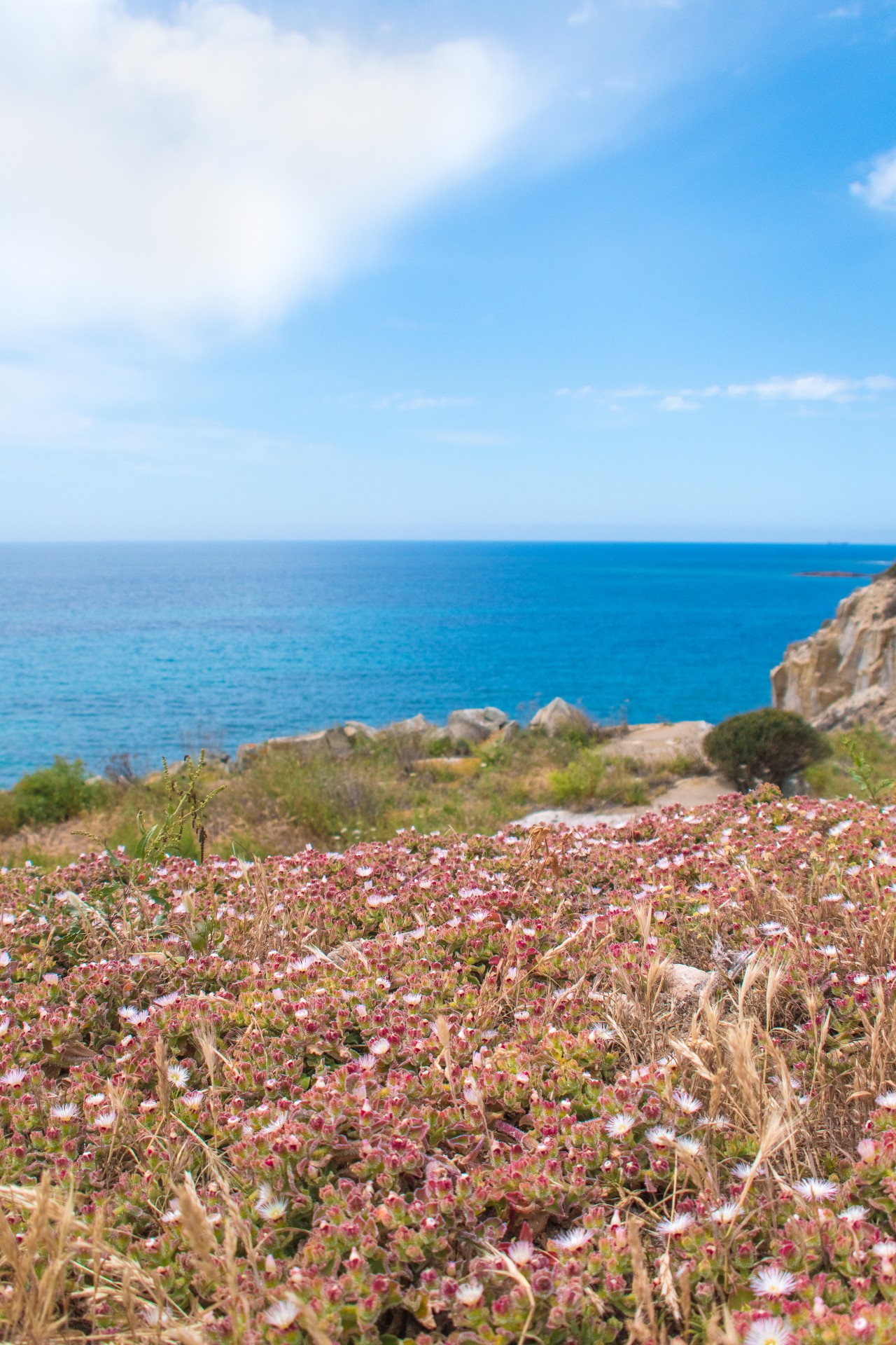 La fioritura della gariga sull’isola di San Pietro, Sardegna