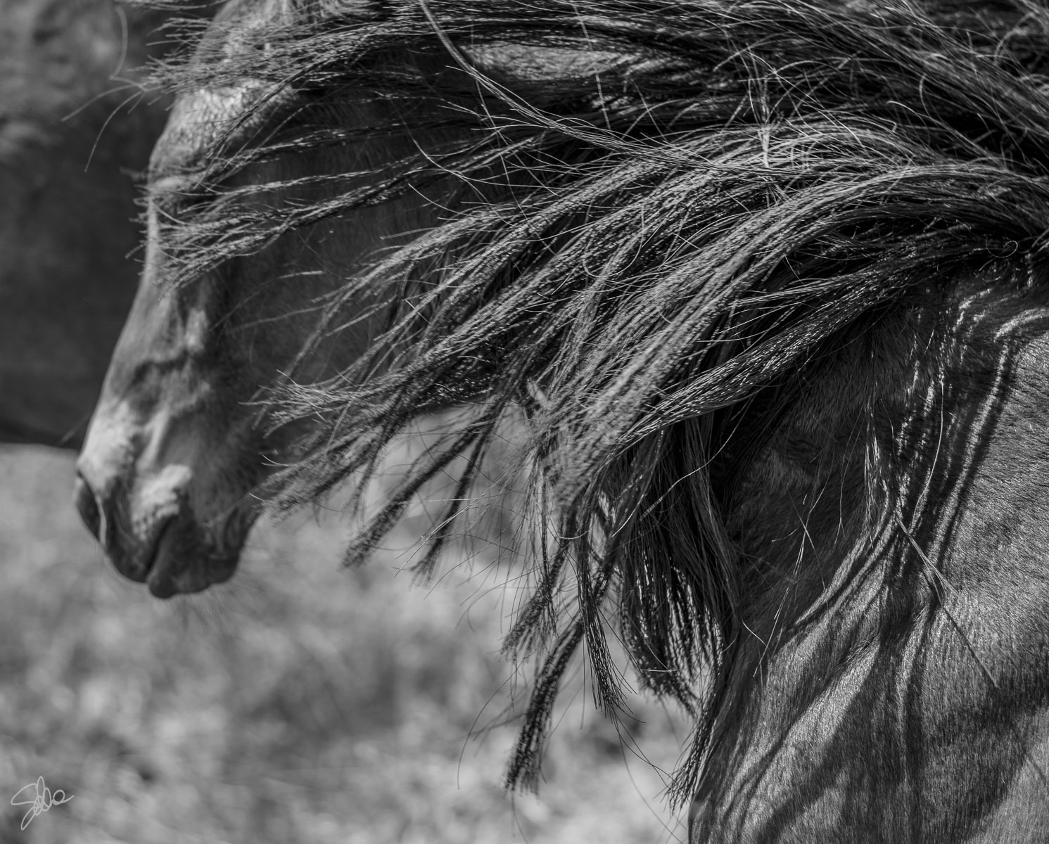 Puledrino sotto la coda della sua mamma,  Zerbolò
