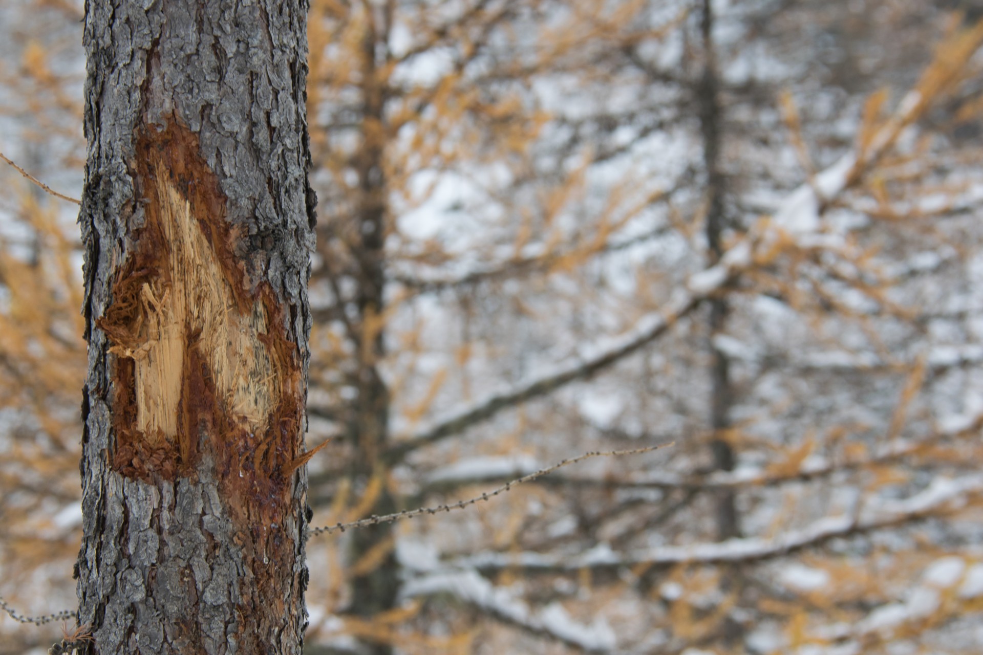 Segnali nel bosco. Colle del Nivolet