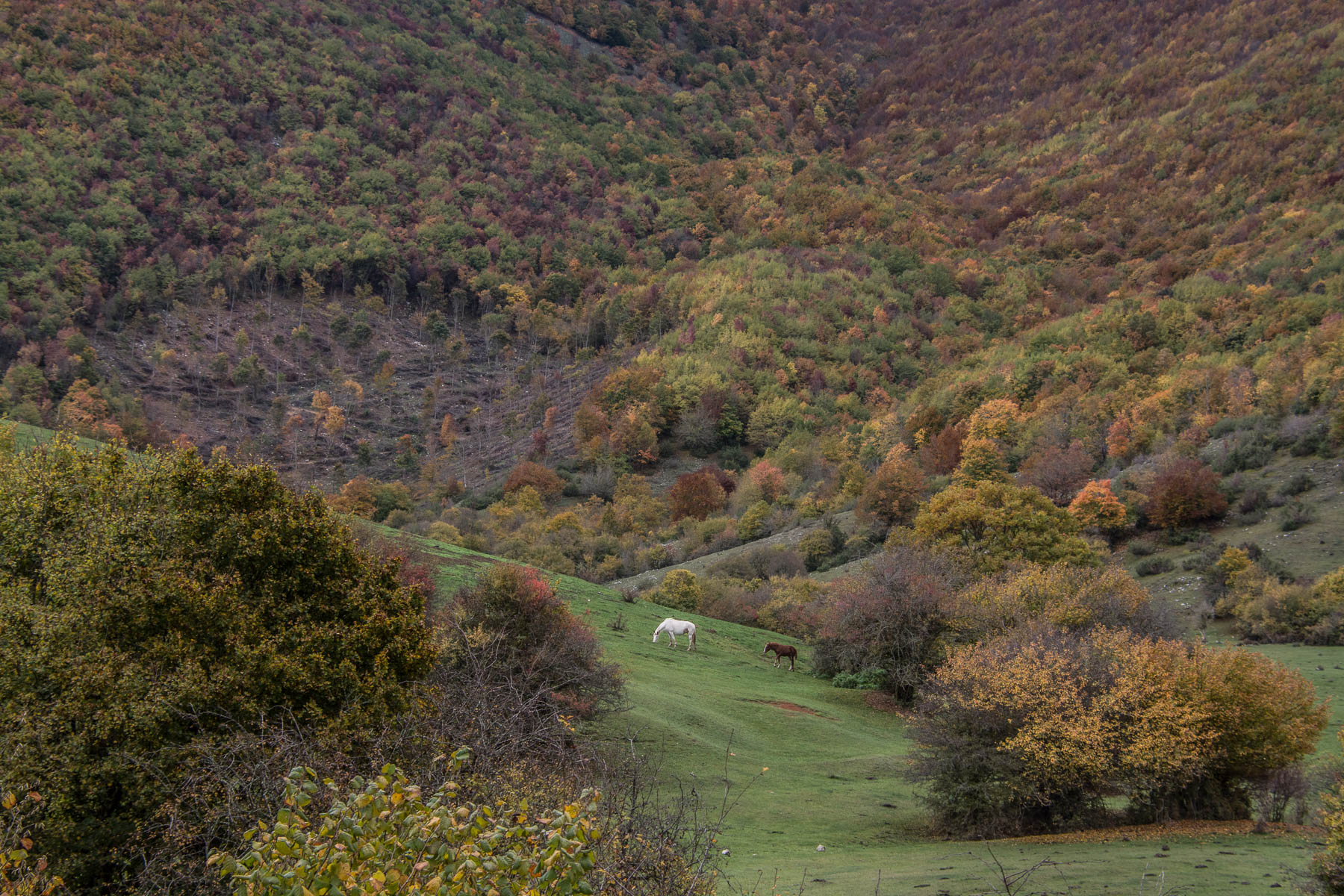 Cavalli, Roccaraso, Abruzzo