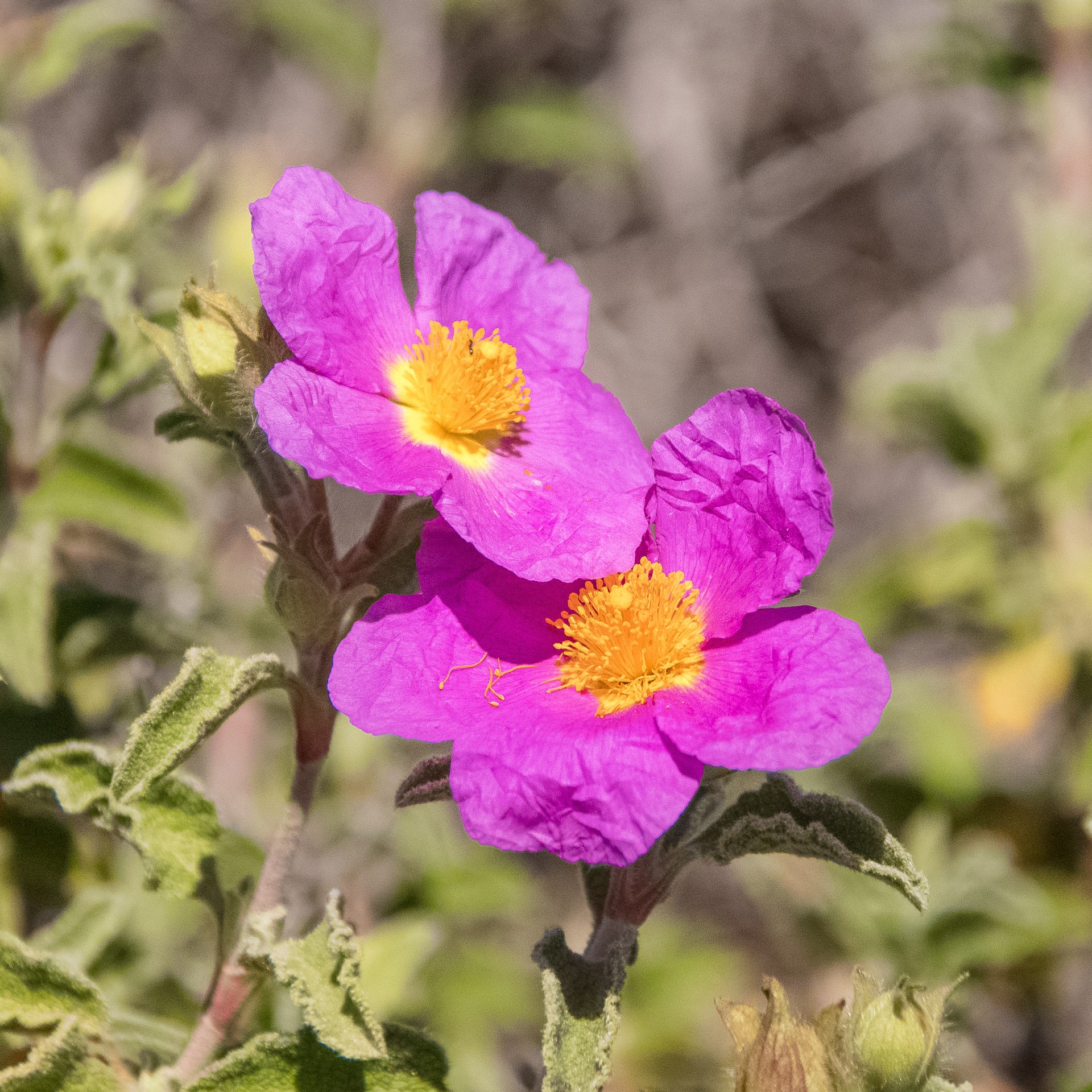 Fiori di cisto rosso, Deserto di Nasca, Carloforte, Sardegna