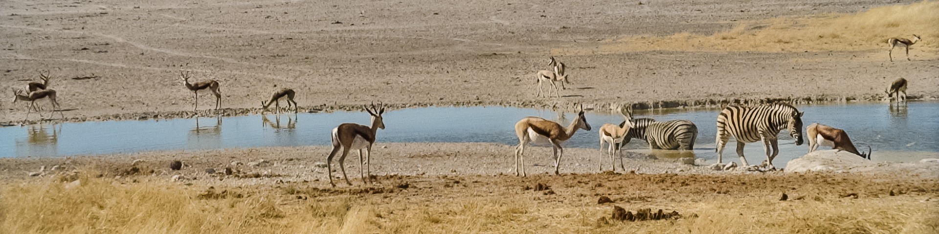 Zebre e antilopi a una pozza d’acqua, Etosha National Park, Namibia