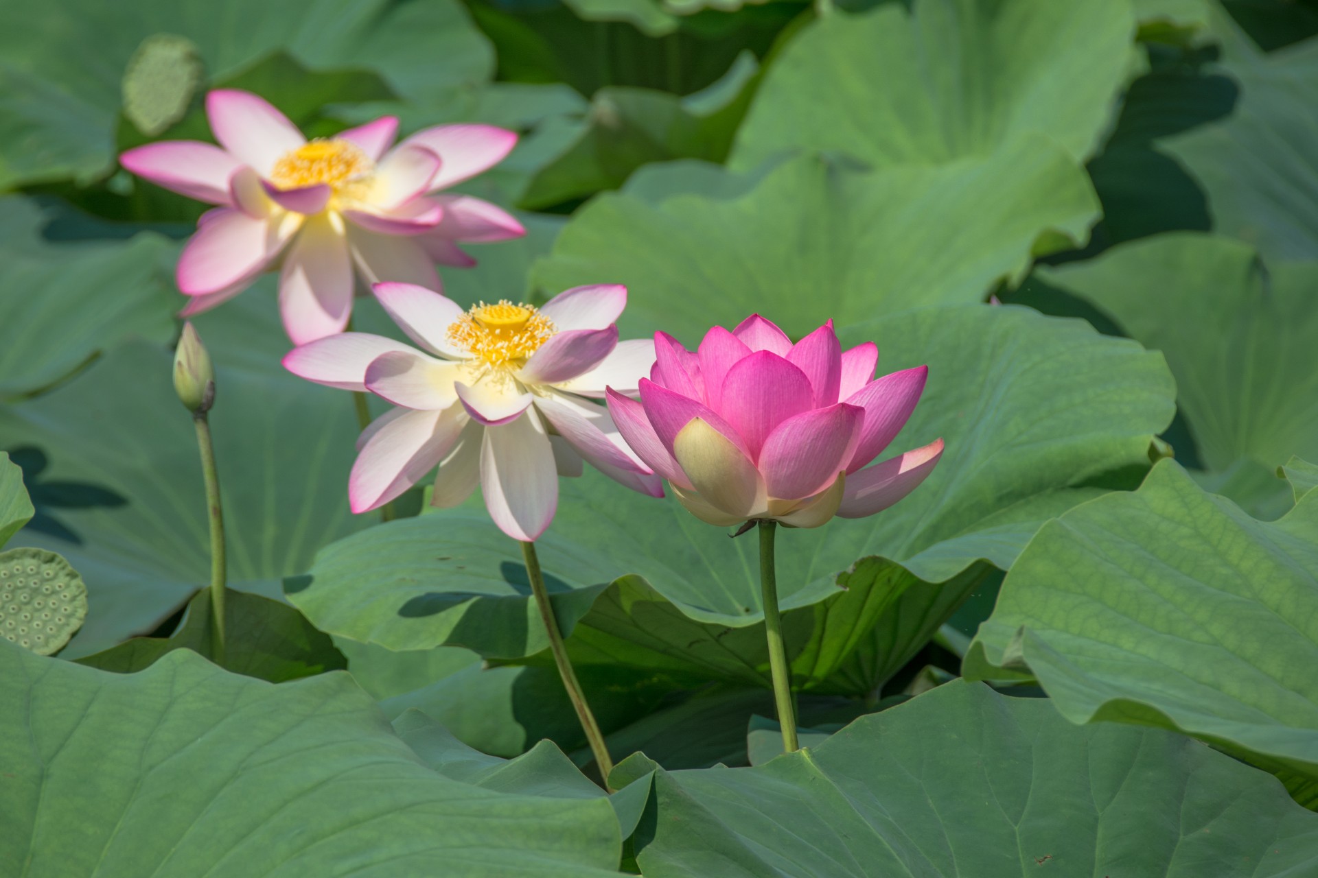 Fiori di loto; Parco del Mincio