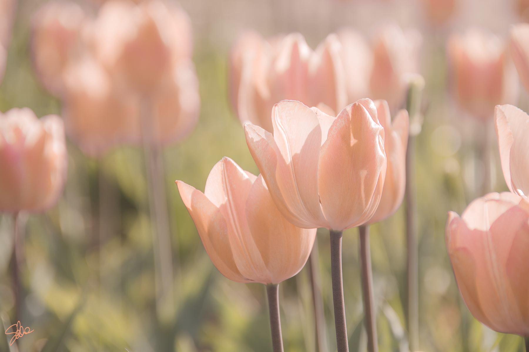 Tulipani Fioriranno, Cornate d’Adda