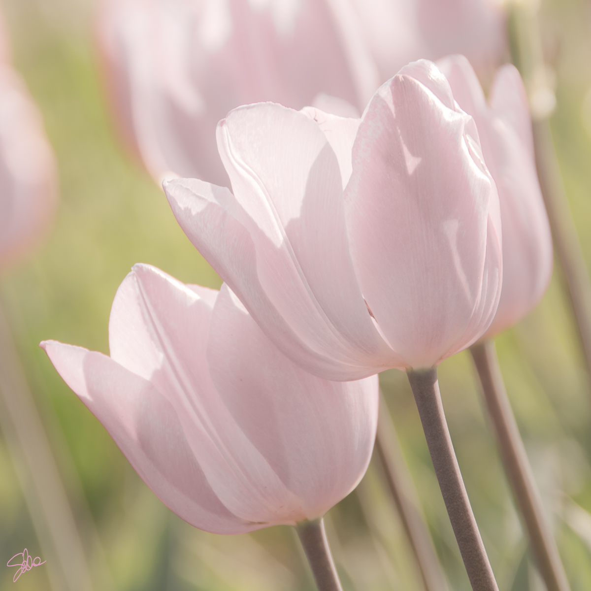 Tulipani. Fioriranno, Cornate d’Adda
