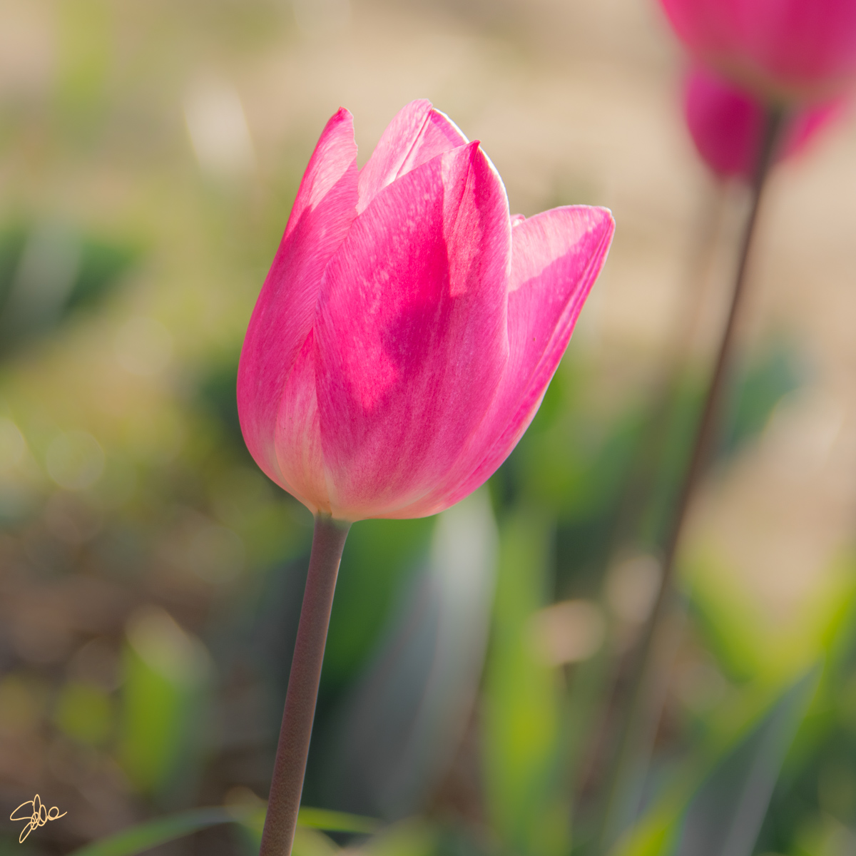 Tulipani. Fioriranno, Cornate d’Adda