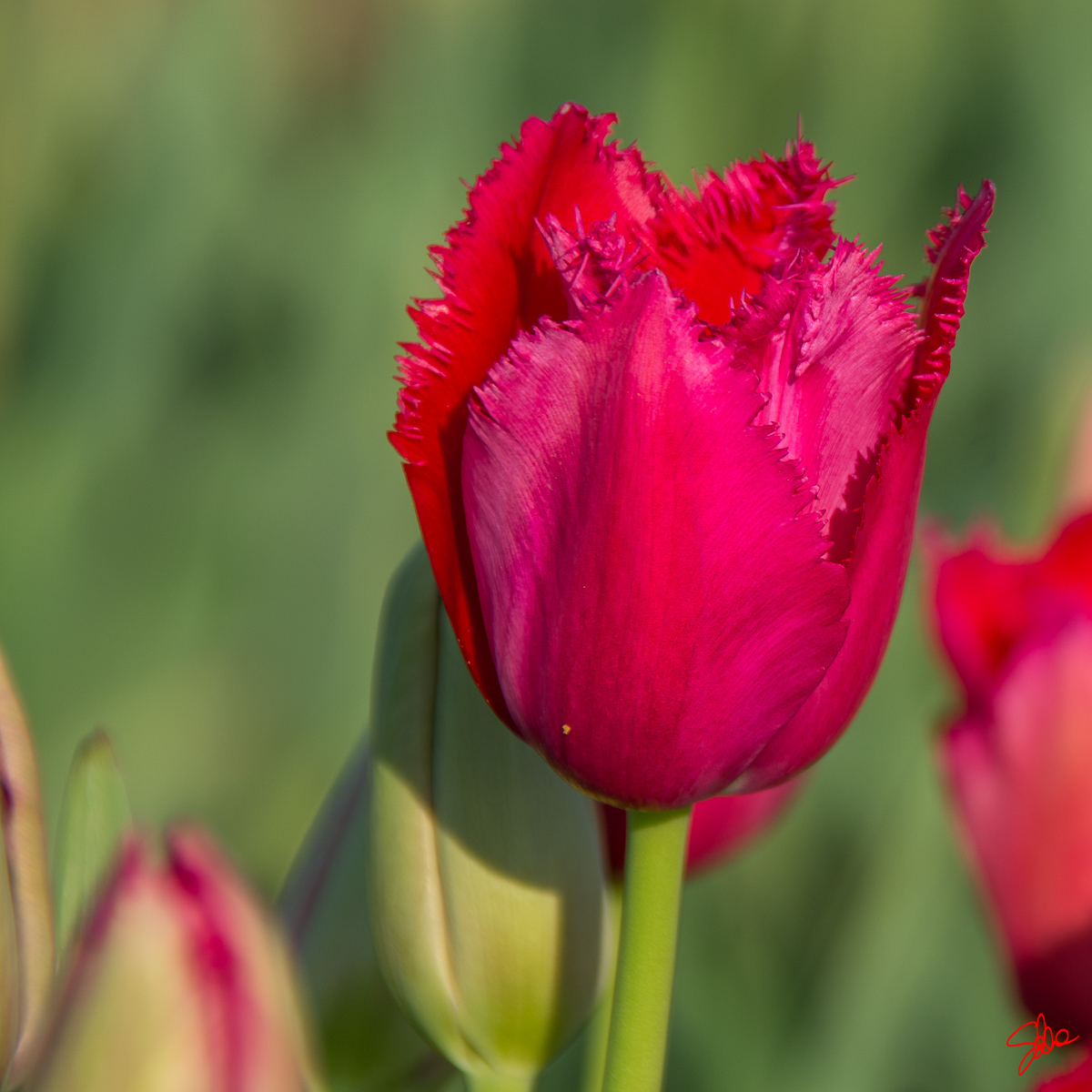 Tulipano, Fioriranno, Cornate d’Adda
