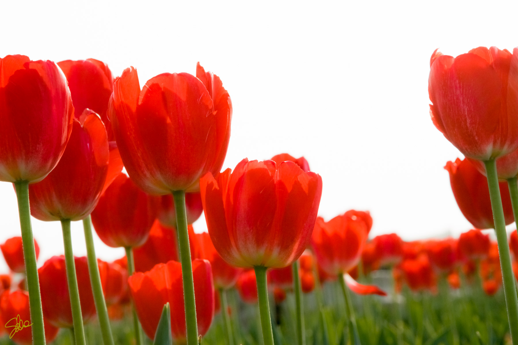Tulipani. Fioriranno, Cornate d’Adda