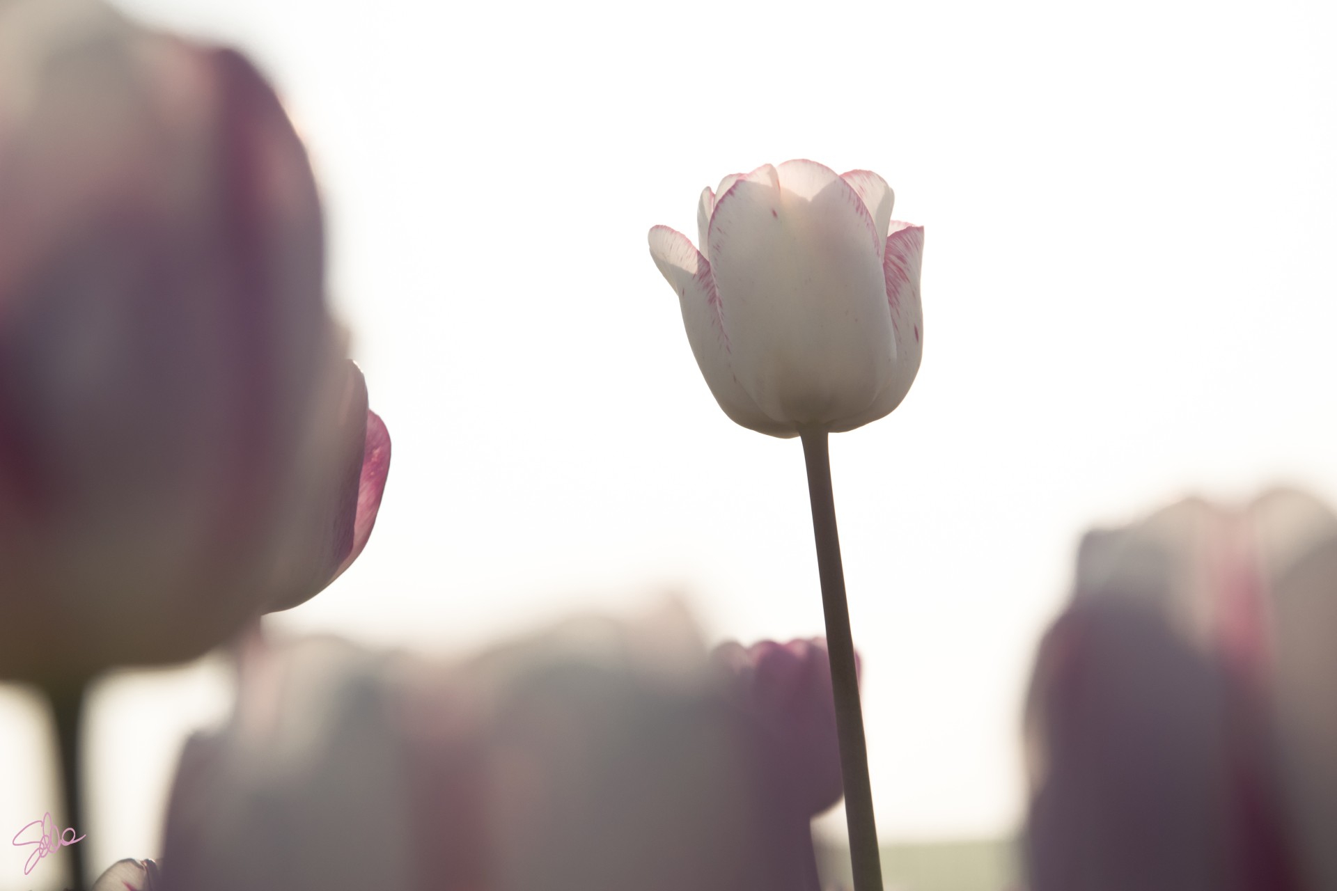 Tulipani. Fioriranno, Cornate d’Adda