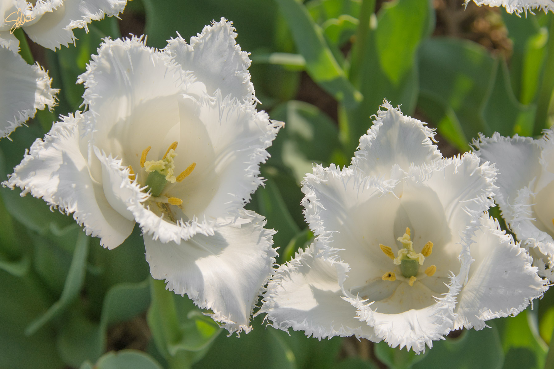 Tulipani, Fioriranno, Cornate d’Adda