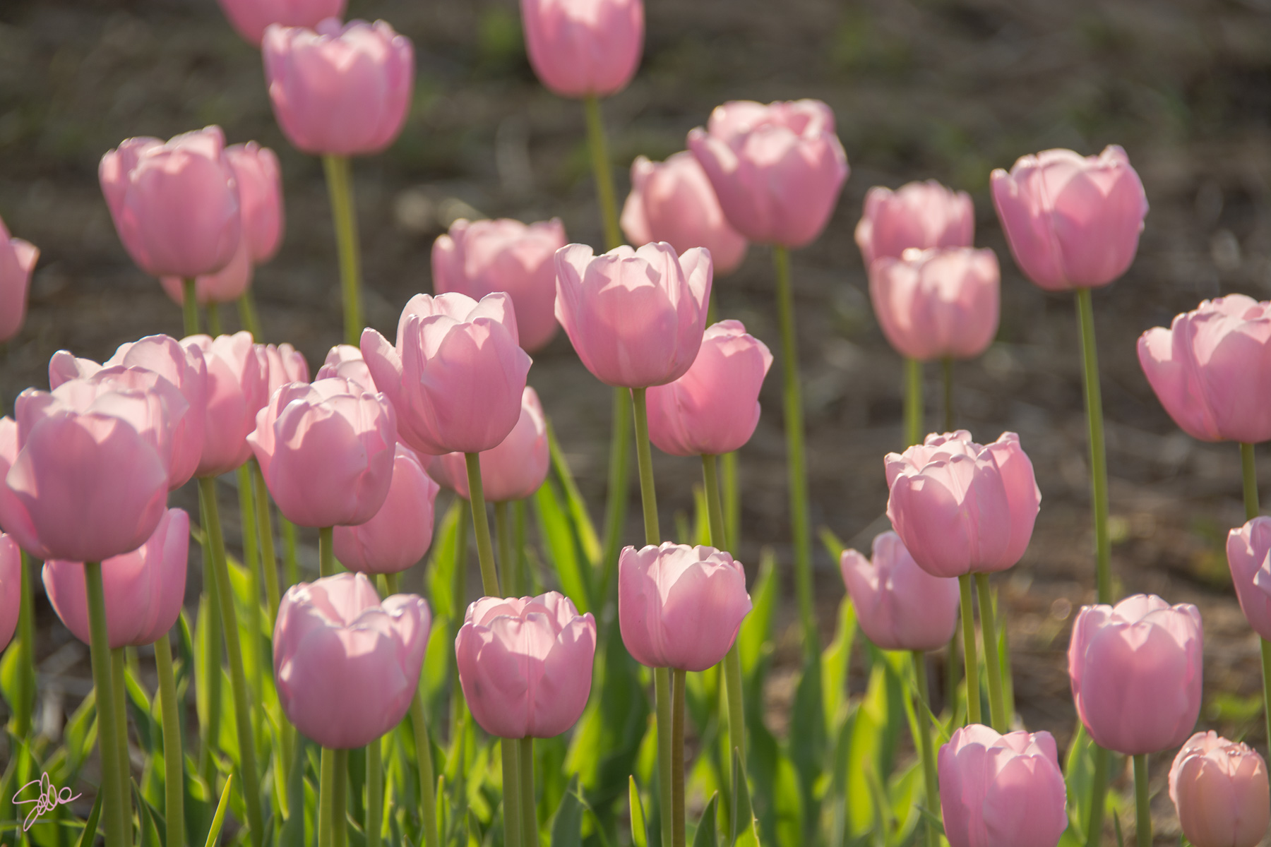 Tulipani, Fioriranno, Cornate d’Adda