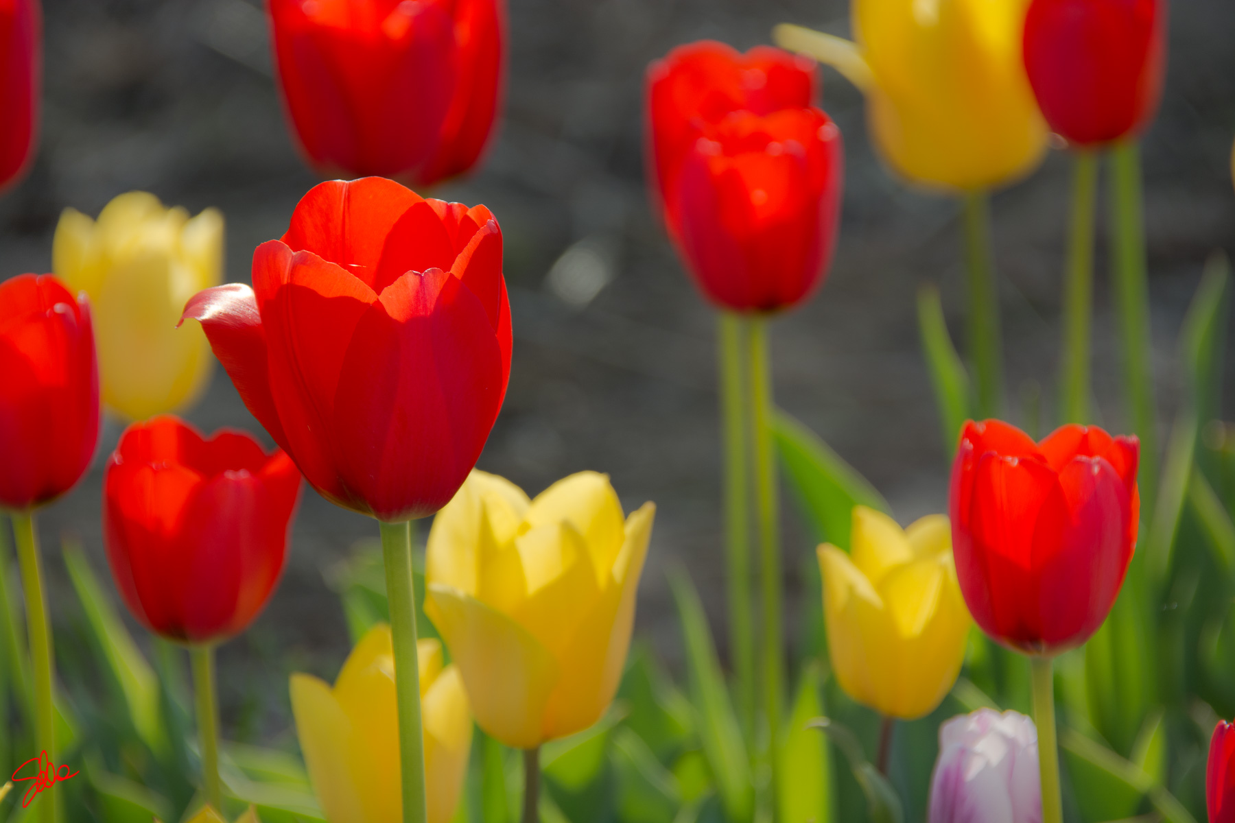 Tulipani. Fioriranno, Cornate d’Adda