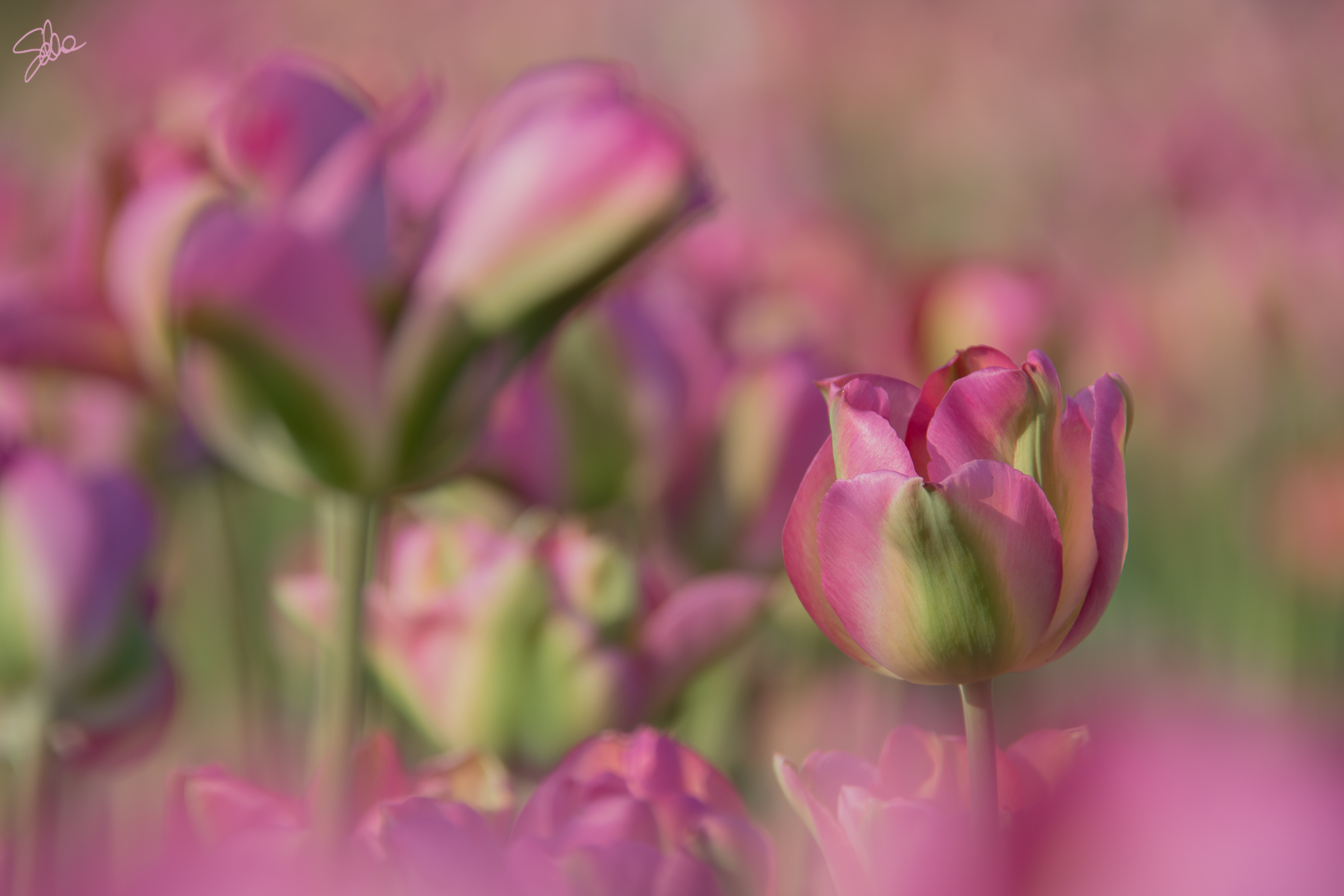 Tulipano, Fioriranno, Cornate d’Adda