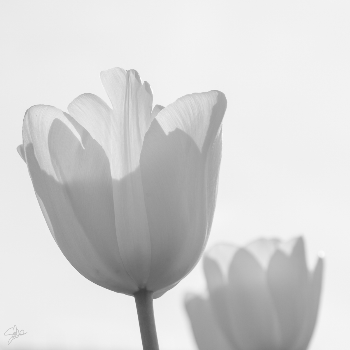 Tulipani, Fioriranno, Cornate d’Adda