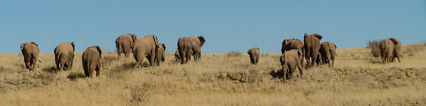 I rari elefanti del deserto, Damaraland, Namibia