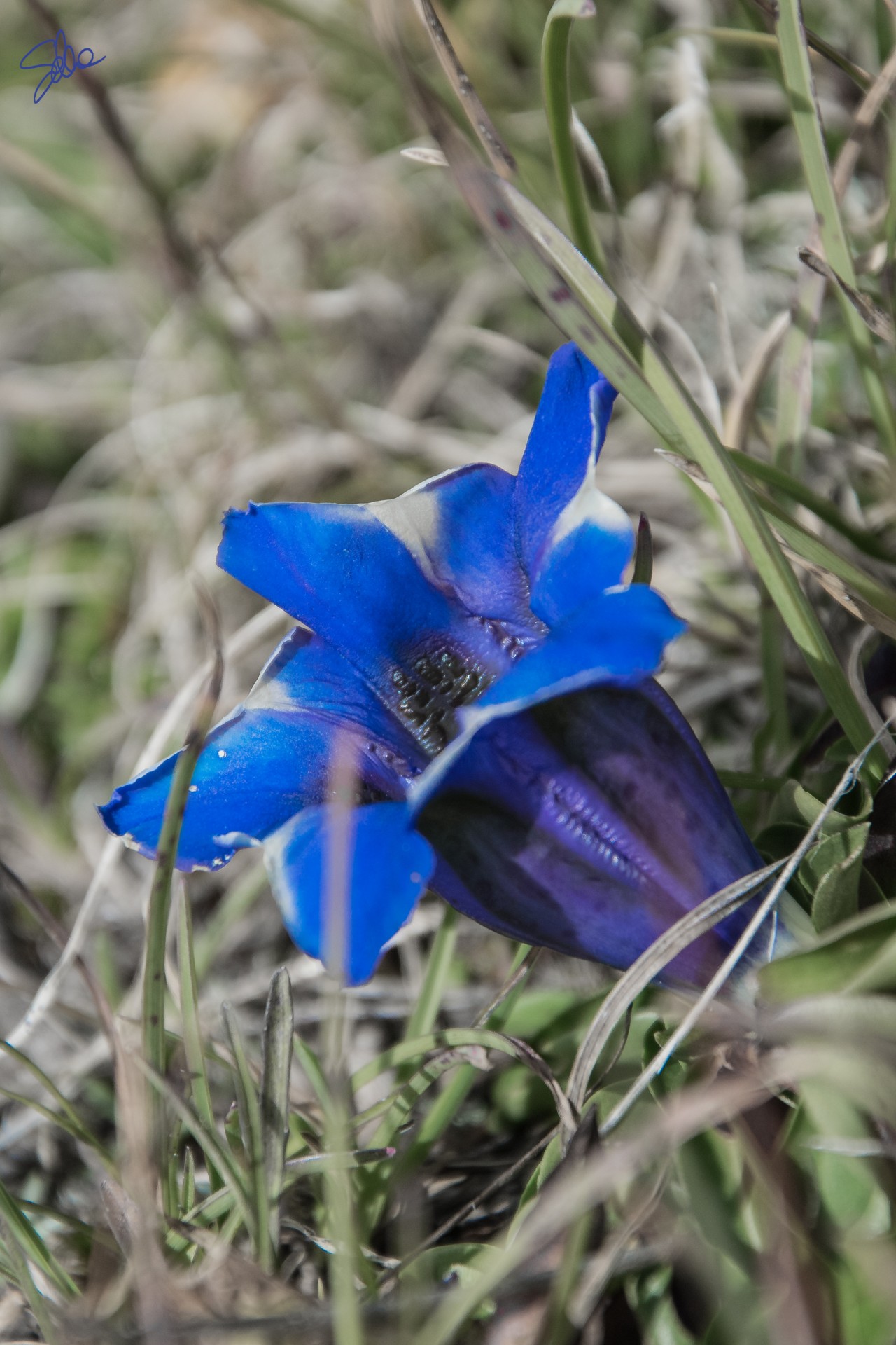Genziana, Gressoney