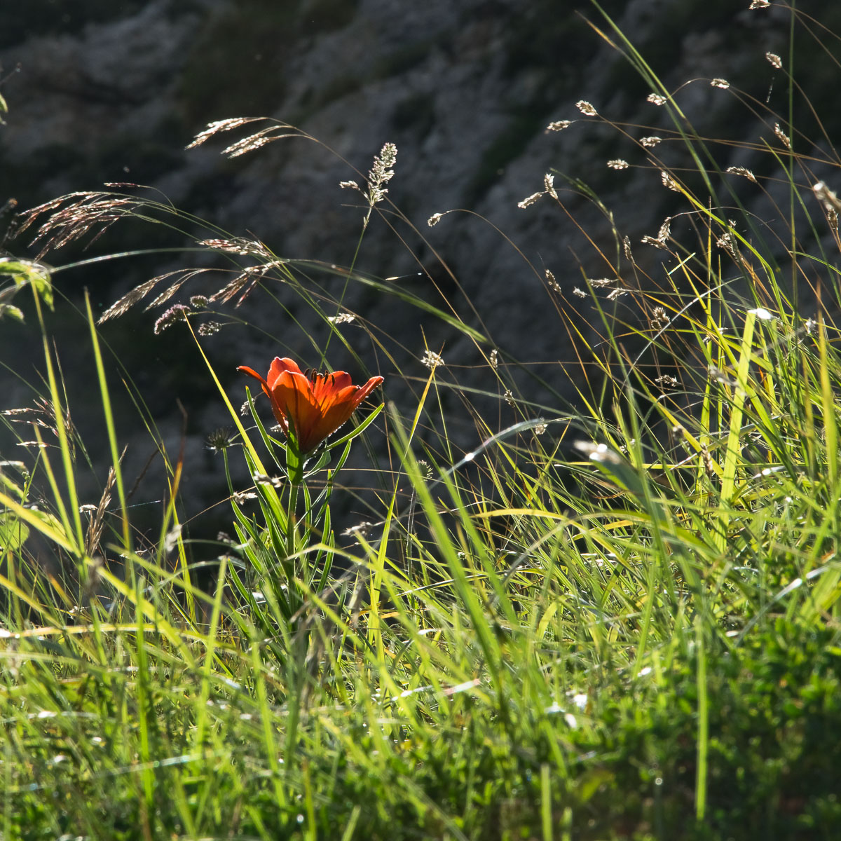 Grigna meridionale