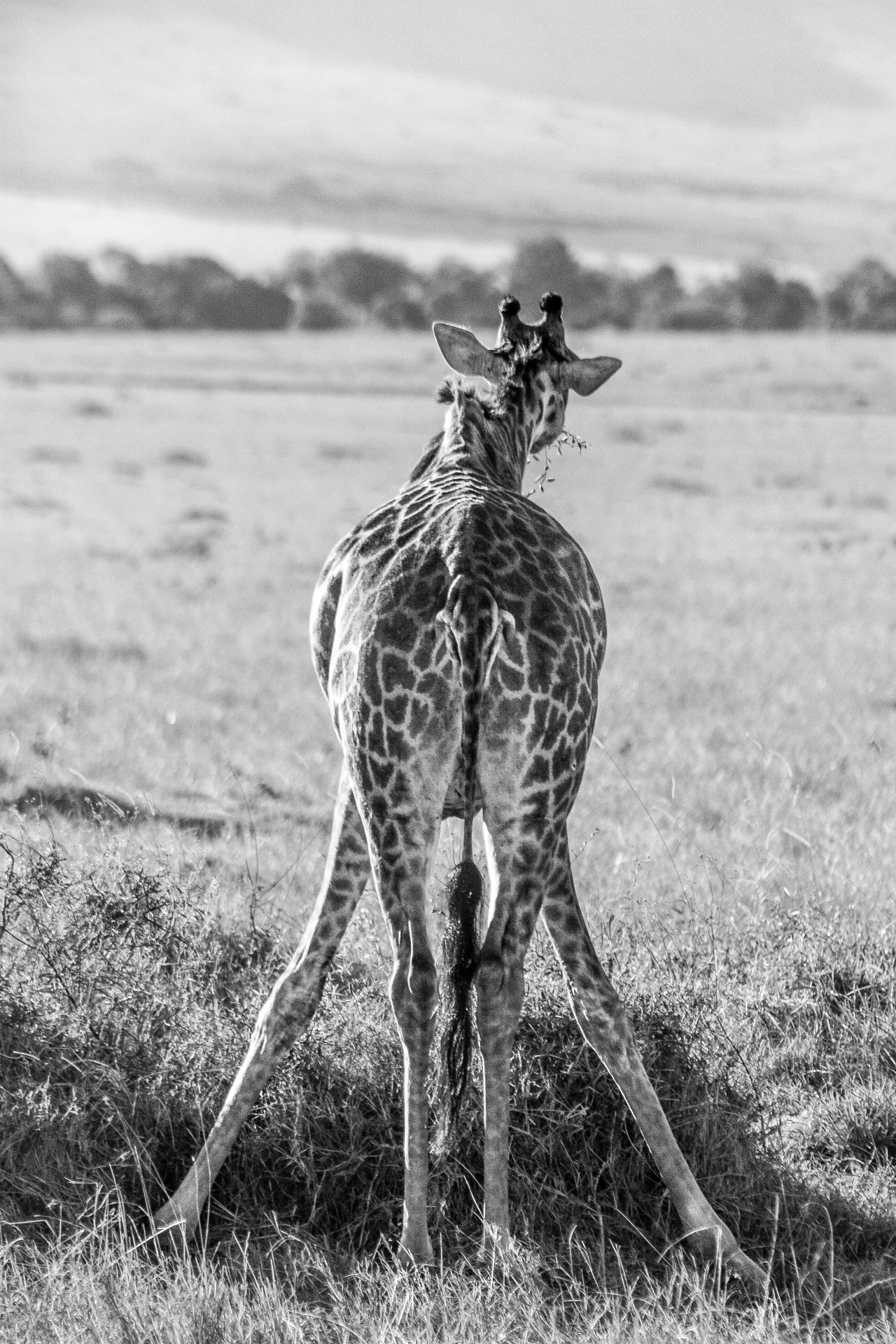 Giraffa al Masai Mara National Park. Kenya