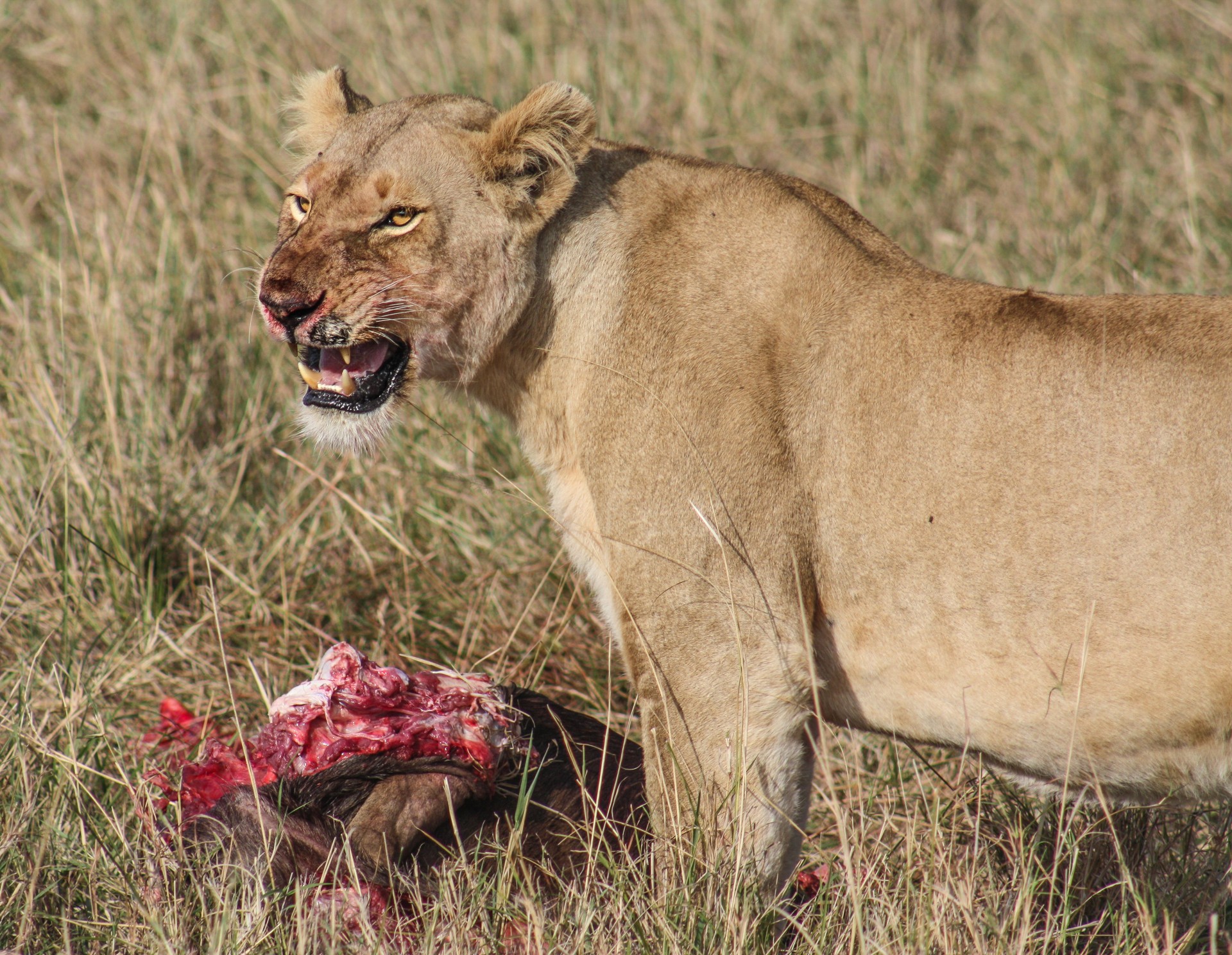 Leonessa che divora la sua preda. Kruger National Park,. Sud Africa.