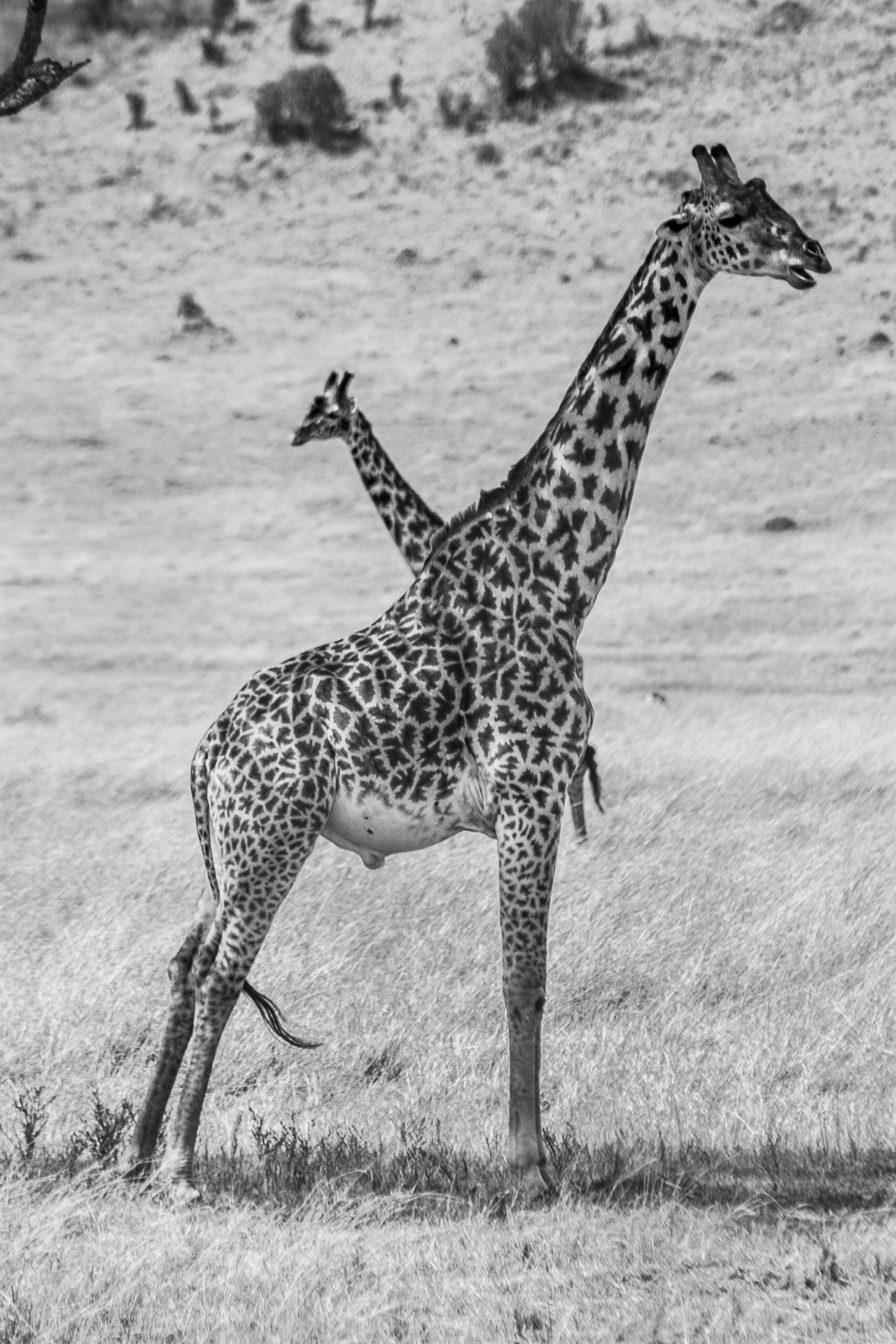 Giraffe al Masai Mara National Park. Kenya