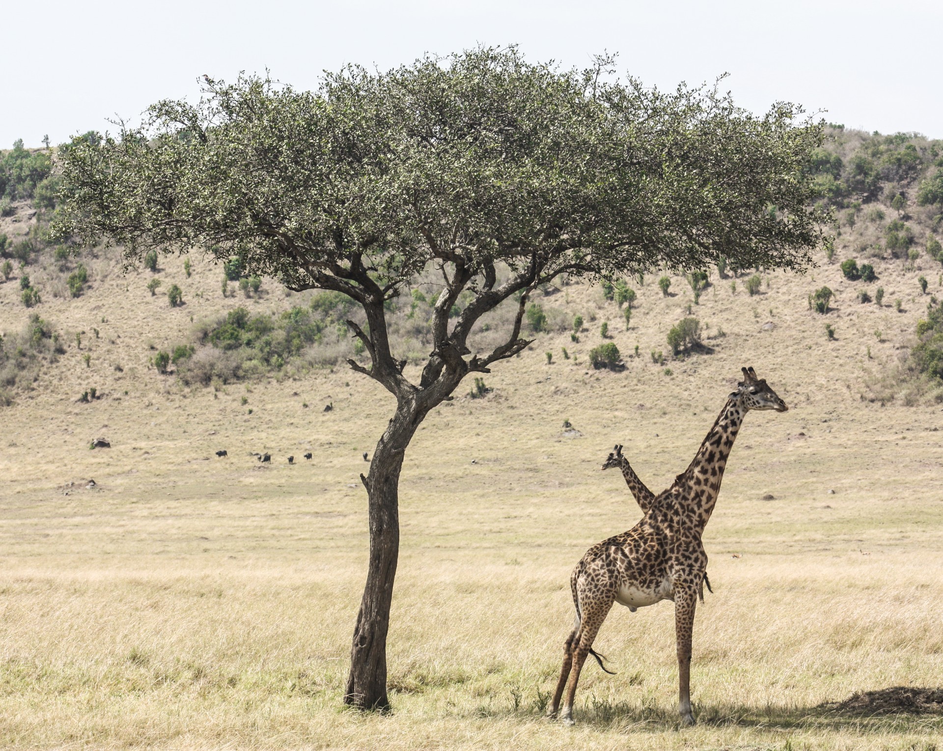 Giraffe al Masai Mara National Park, Kenya
