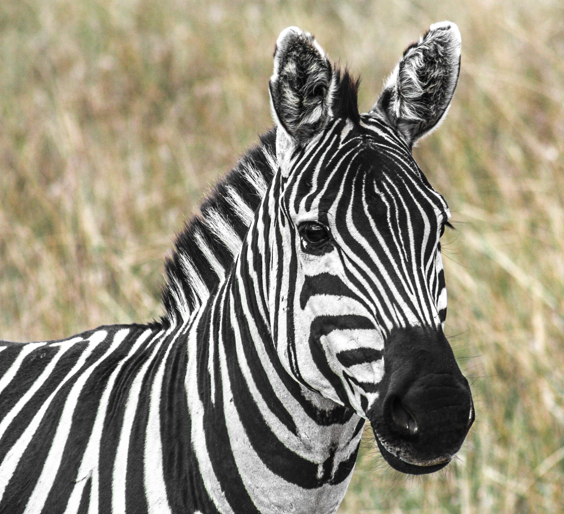 Zebra,Kruger National Park, Sud Africa