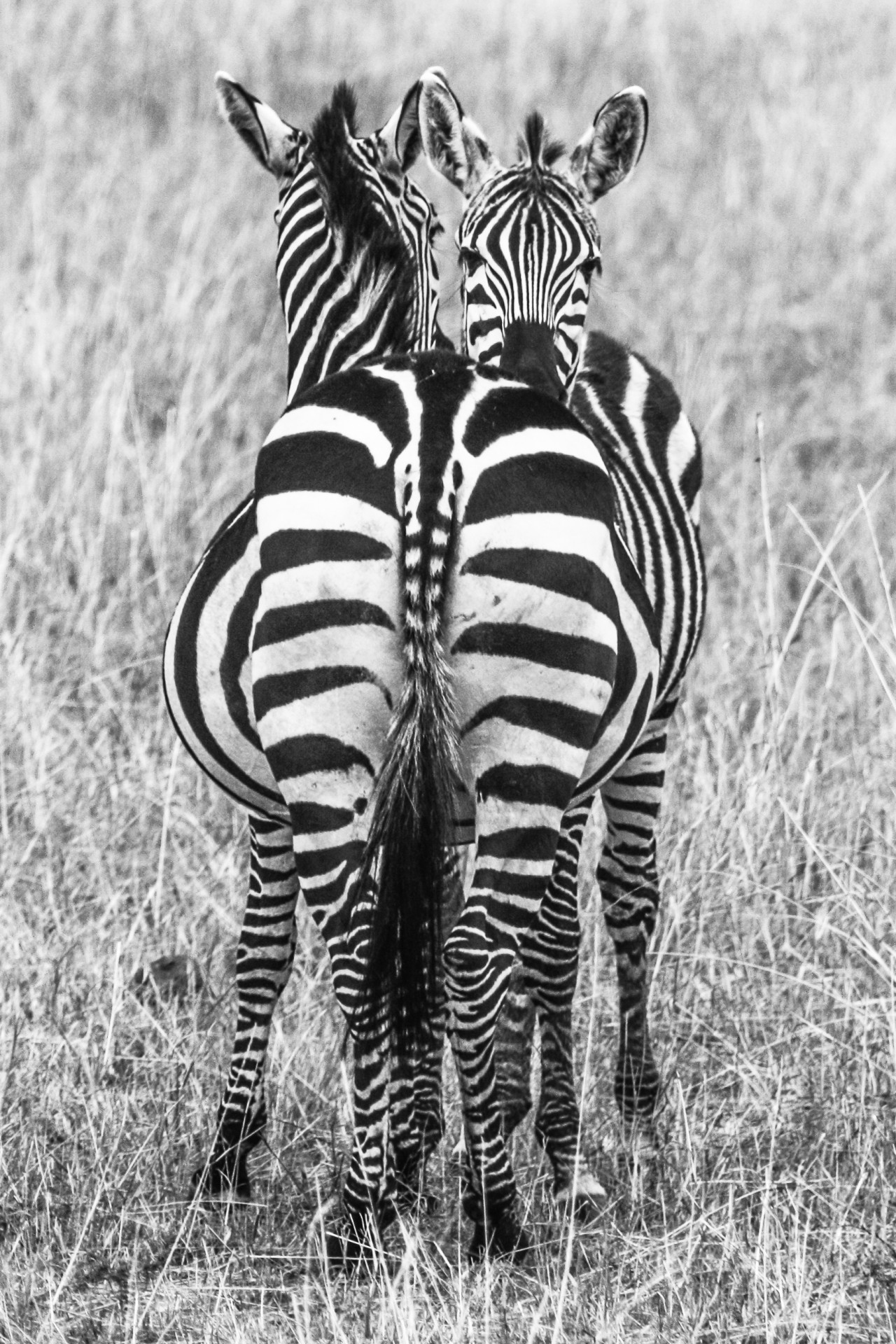 Zebre al Masai Mara National Park, Kenya.