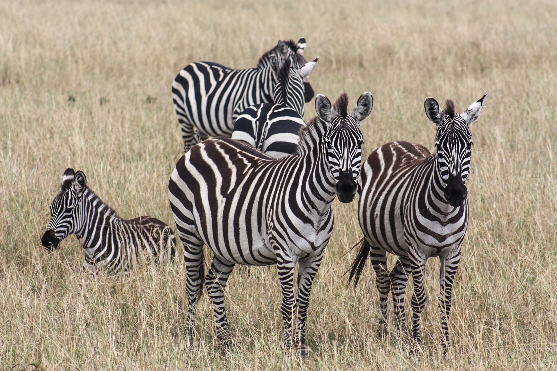 Zebre, Tsavo Ovest, Kenya