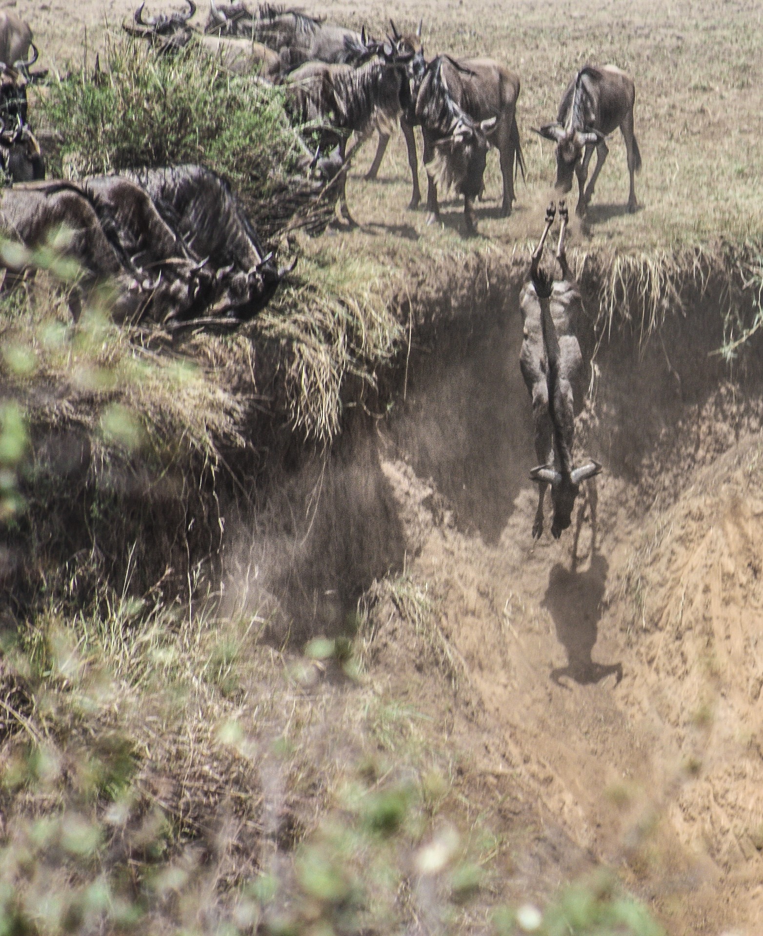 Il crossing degli gnu sul fiume Mara durante la Grande Migrazione. Masai Mara National Park, Kenya.