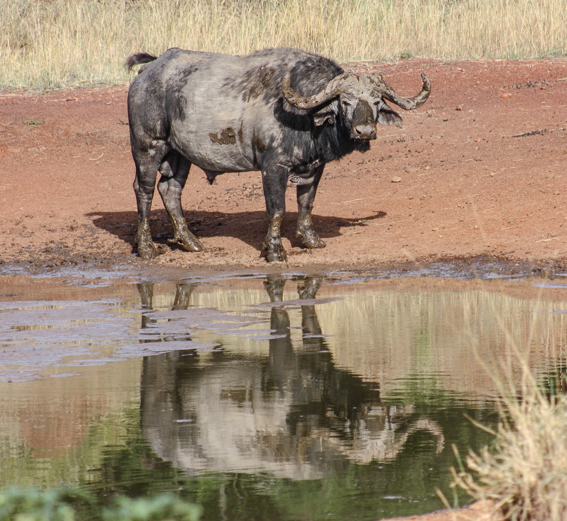 Bufalo al Masai Mara National Park