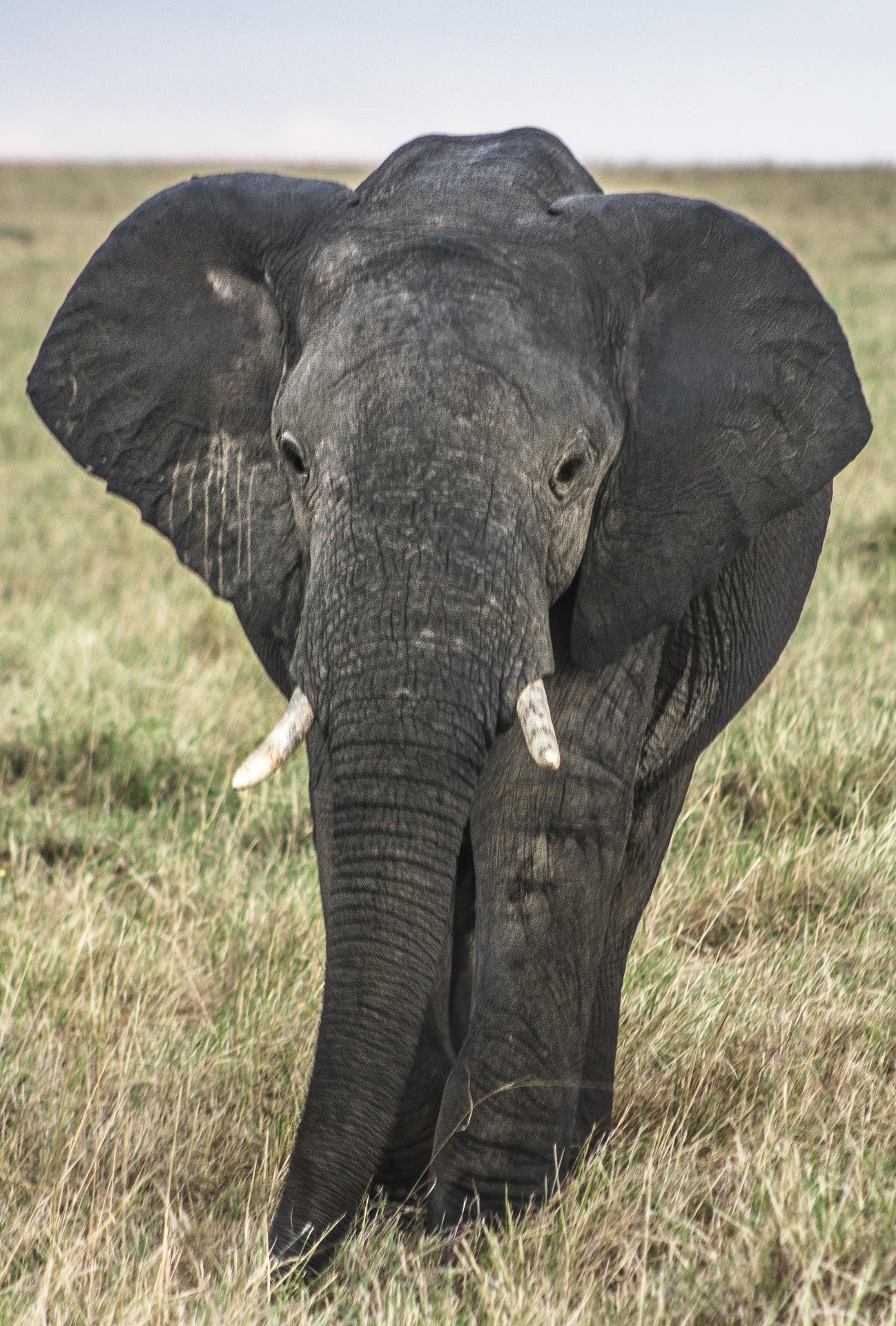 Elefante nel Delta dell’Okawango, Botswana